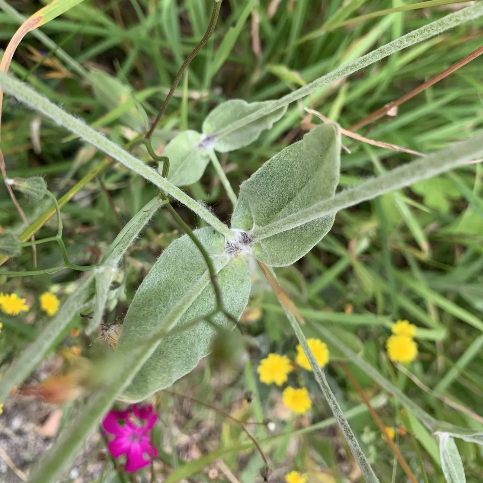 Rose Campion (Lychnis Coronaria) — blooming from late spring to midsummer; as the vivid blossoms are attractive to bees and butterflies, image 128