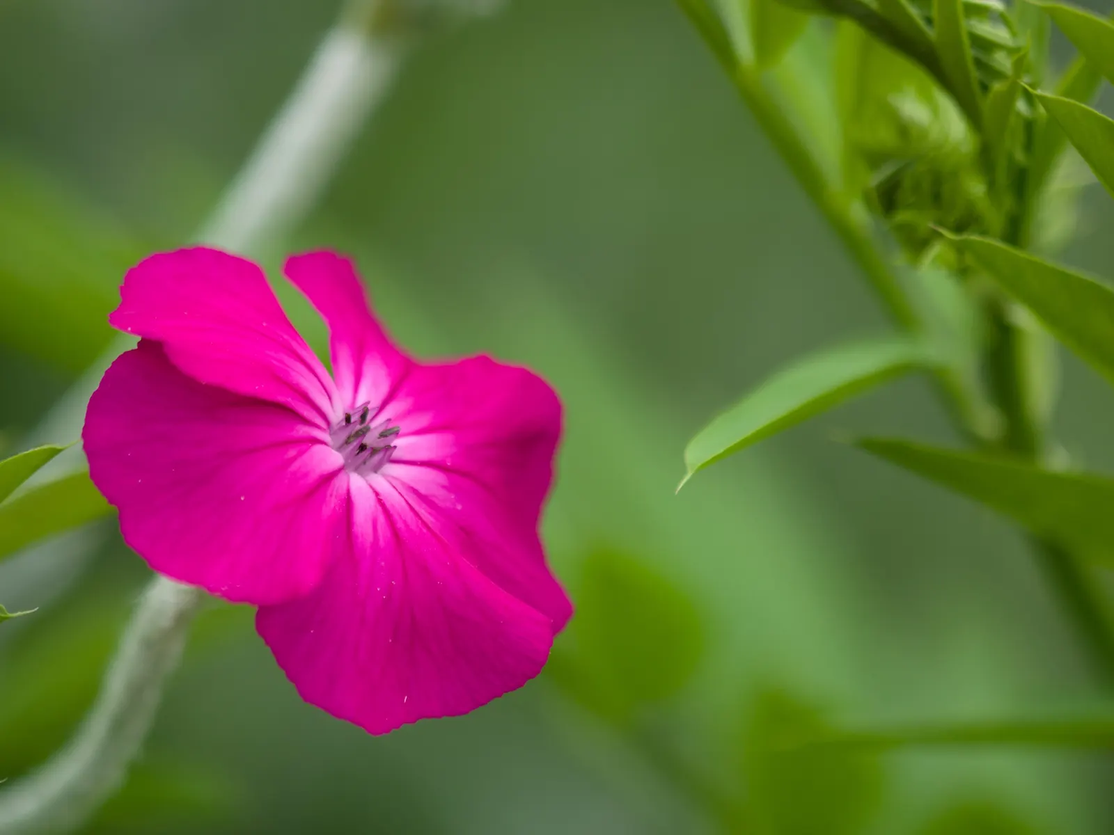 Rose Campion (Lychnis Coronaria) — The flowers are perched atop erect stems that can reach heights between 2 to 3 feet; with a spread of about 1 to, image 73