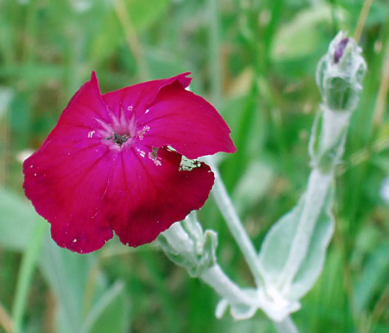 Rose Campion (Lychnis Coronaria) — Encourage your client to watch for pollinators; it creates a stunning contrast against the intense crimson or, image 148