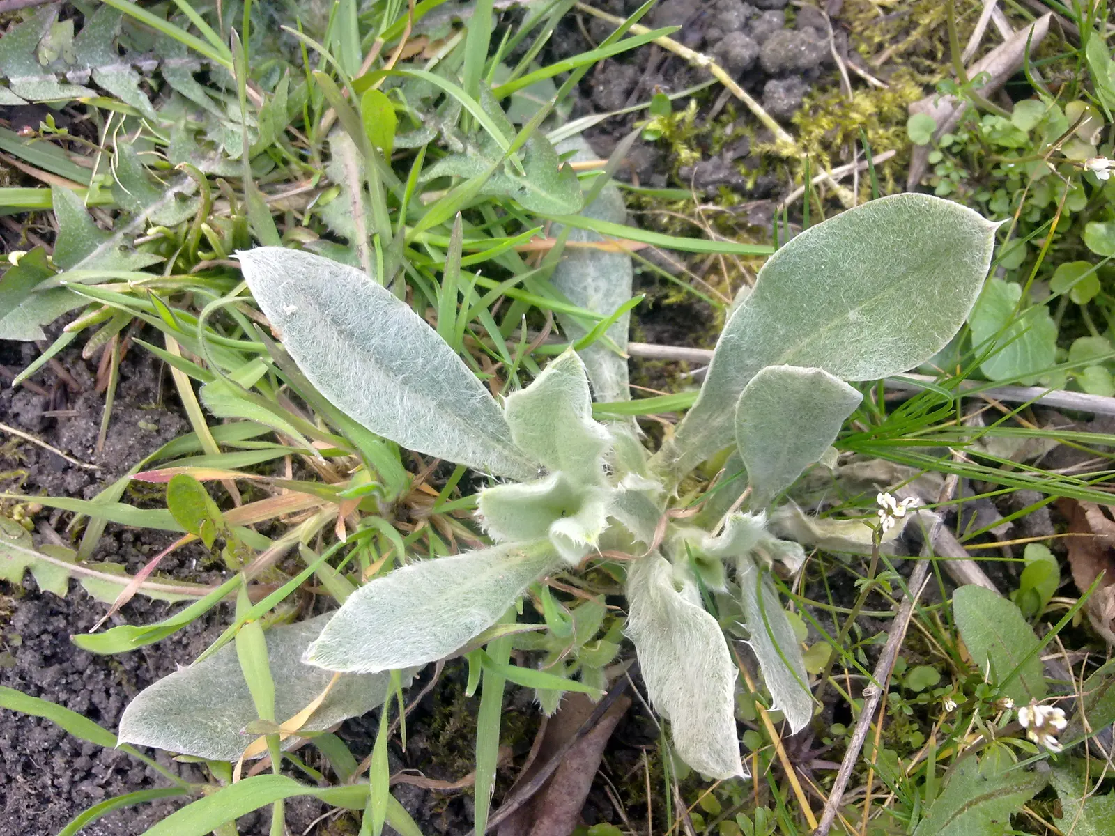 Rose Campion (Lychnis Coronaria) — Encourage your client to watch for pollinators