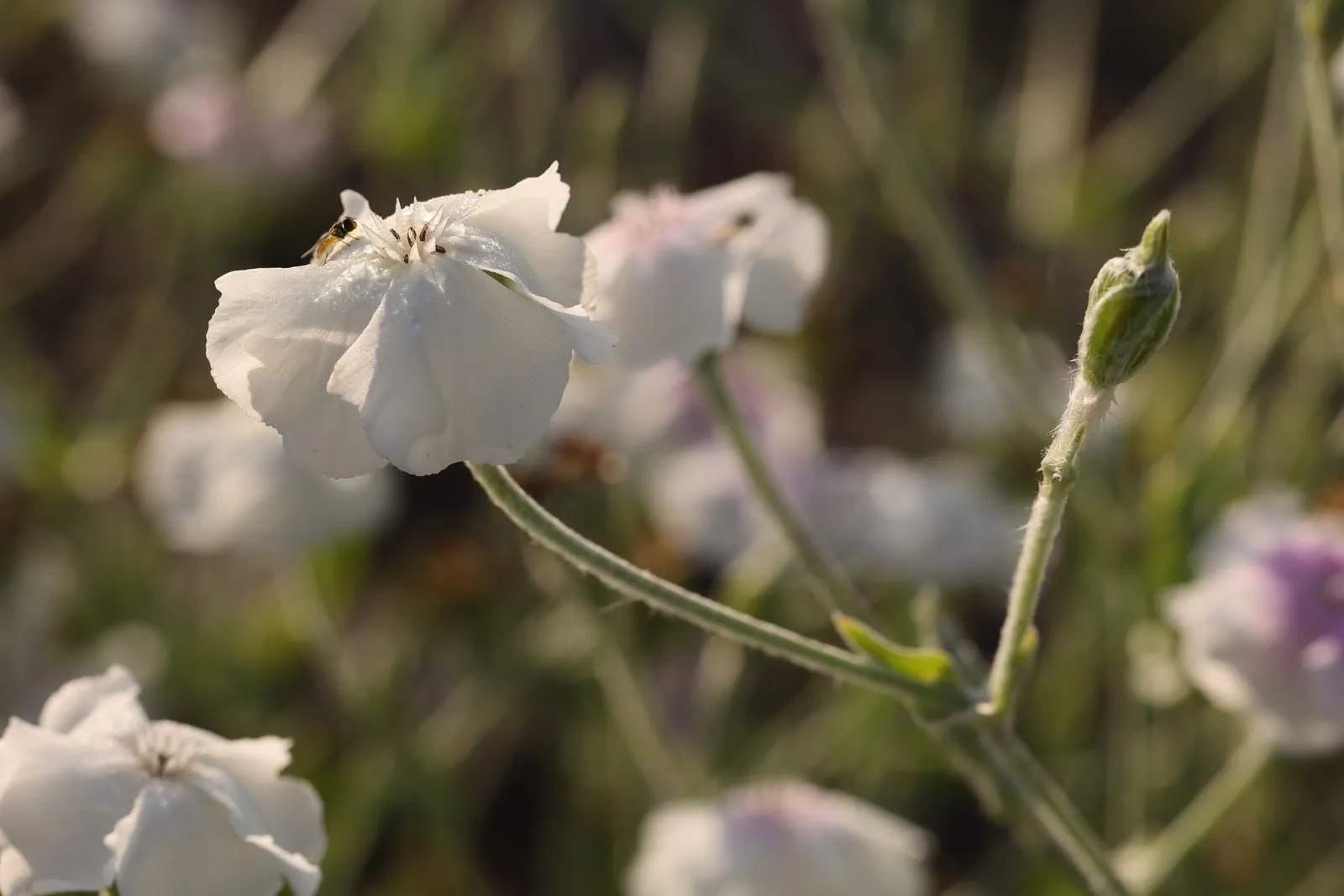 Rose Campion (Lychnis Coronaria) — scientifically referred to as Lychnis coronaria; to create a tableau of varying textures and hues