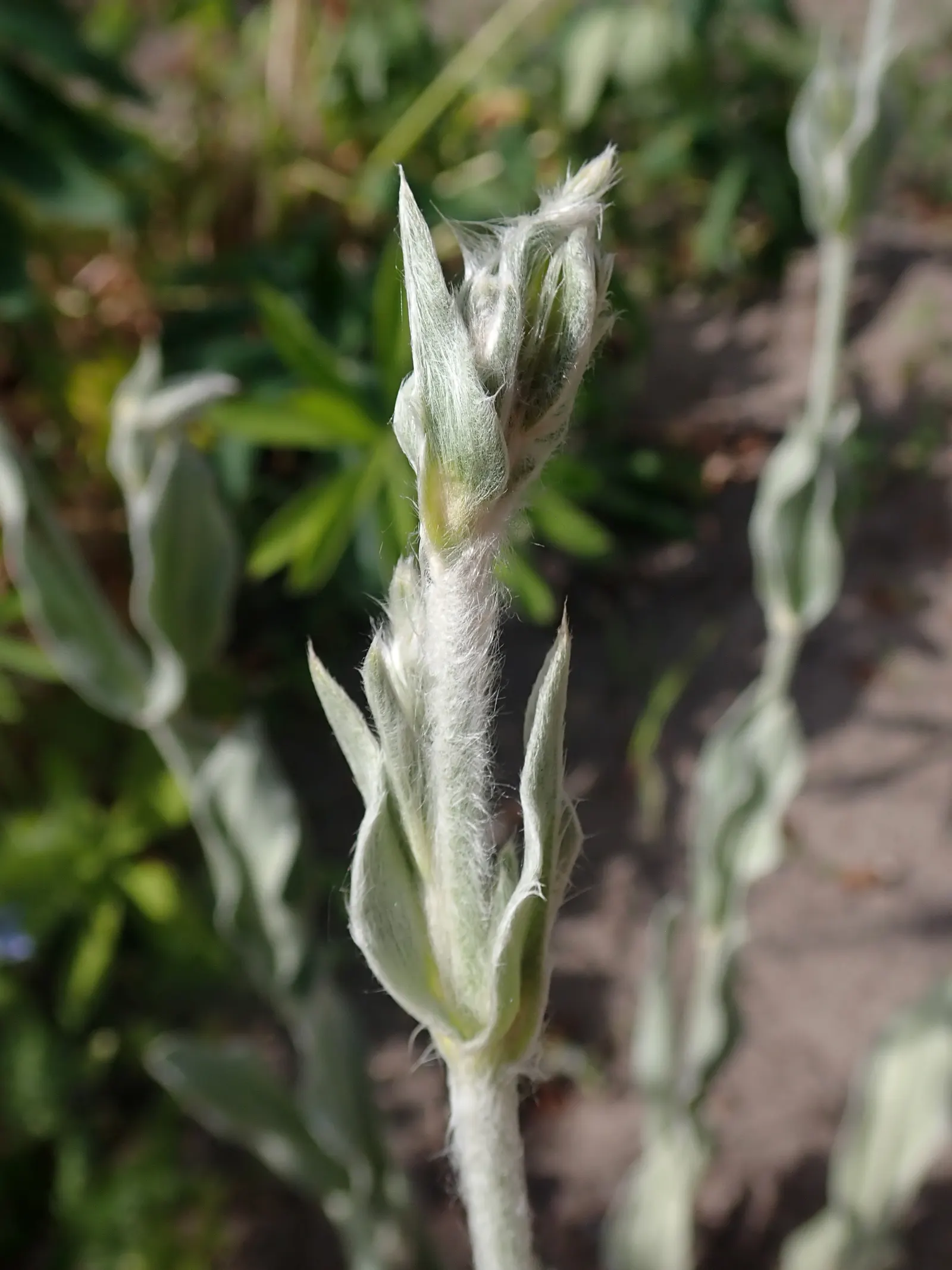 Rose Campion (Lychnis Coronaria) — it is notably drought-tolerant