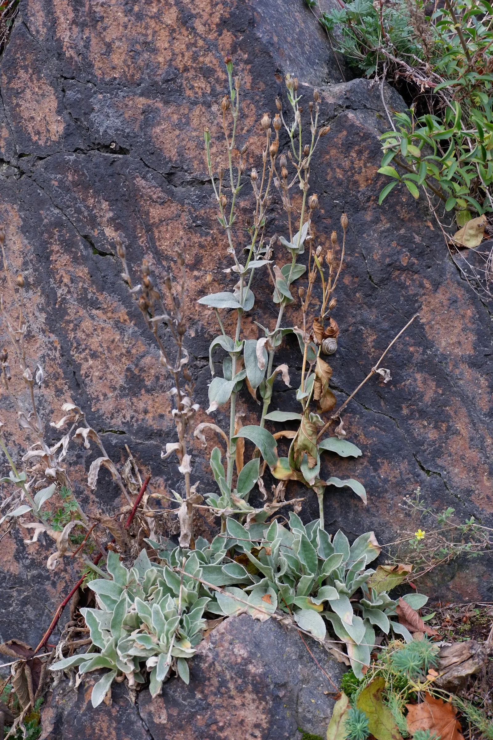 Rose Campion (Lychnis Coronaria) — ensuring a perennial show of color; perennial with red blooms, image 80