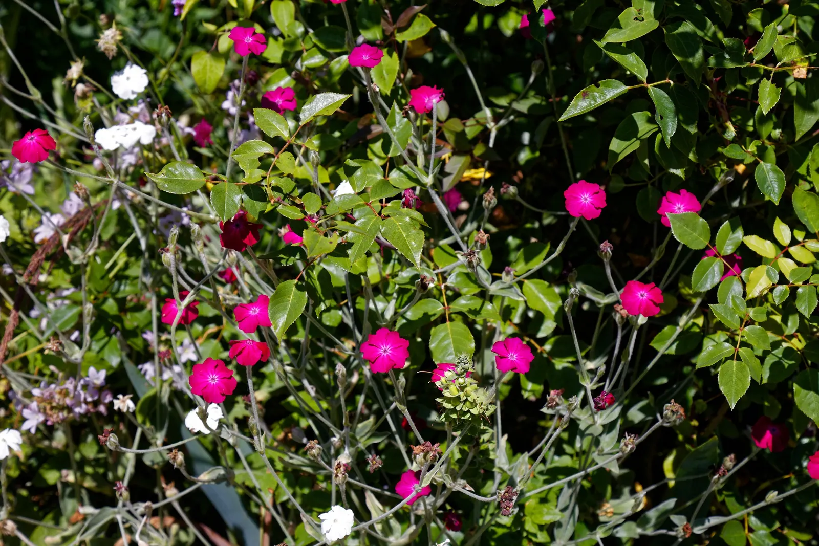Rose Campion (Lychnis Coronaria) — it creates a stunning contrast against the intense crimson or magenta blooms that arise in early summer; it, image 72