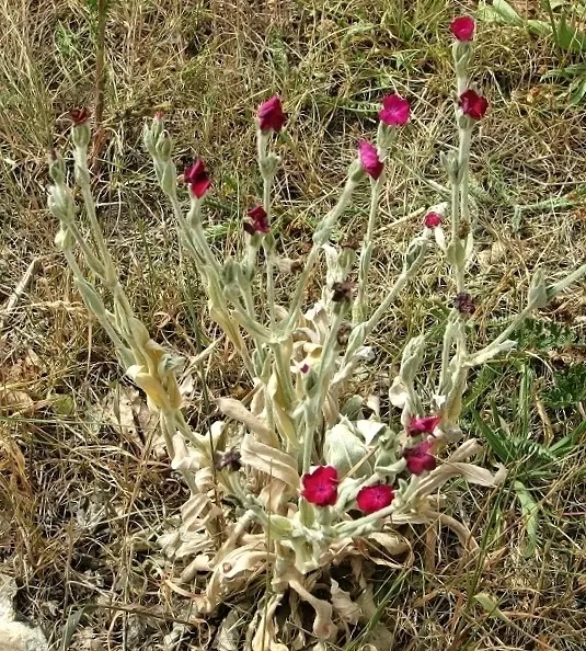 Rose Campion (Lychnis Coronaria) — Regular deadheading can help prolong blooming and maintain a tidy appearance; known for its luminous flowers, image 147