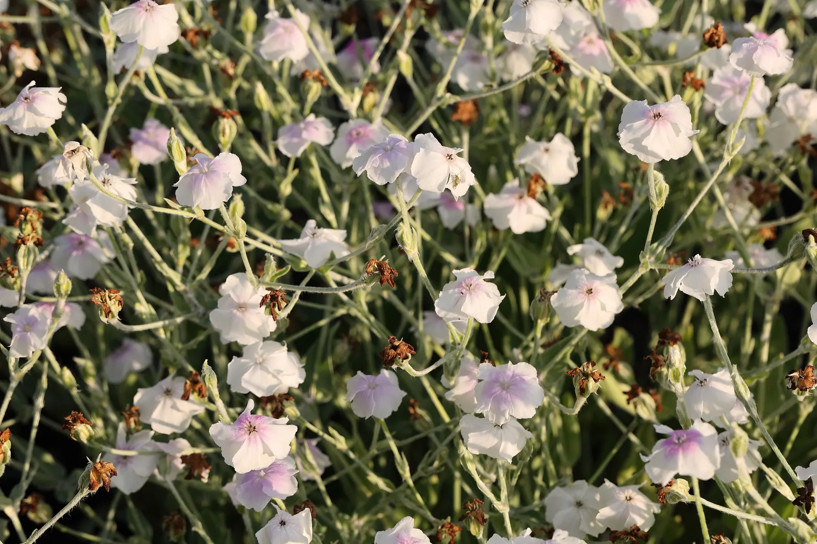 Rose Campion (Lychnis Coronaria) — scientifically referred to as Lychnis coronaria; to create a tableau of varying textures and hues, image 70