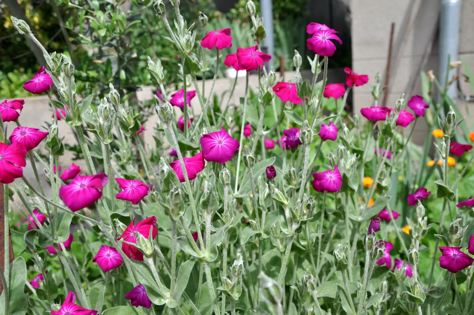 Rose Campion (Lychnis Coronaria) — Regular deadheading can help prolong blooming and maintain a tidy appearance; known for its luminous flowers