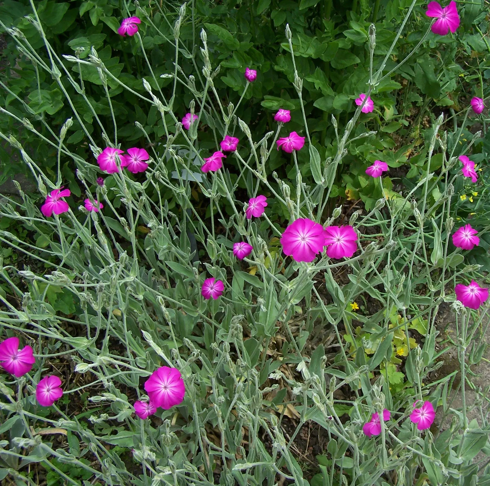 Rose Campion (Lychnis Coronaria) — Prefers full sun and well-drained soil; scientifically referred to as Lychnis coronaria