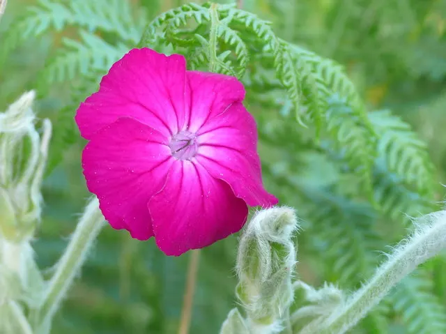 Rose Campion (Lychnis Coronaria) — Rose Campion (Lychnis coronaria) is a striking perennial with silvery-grey foliage and vibrant magenta blooms