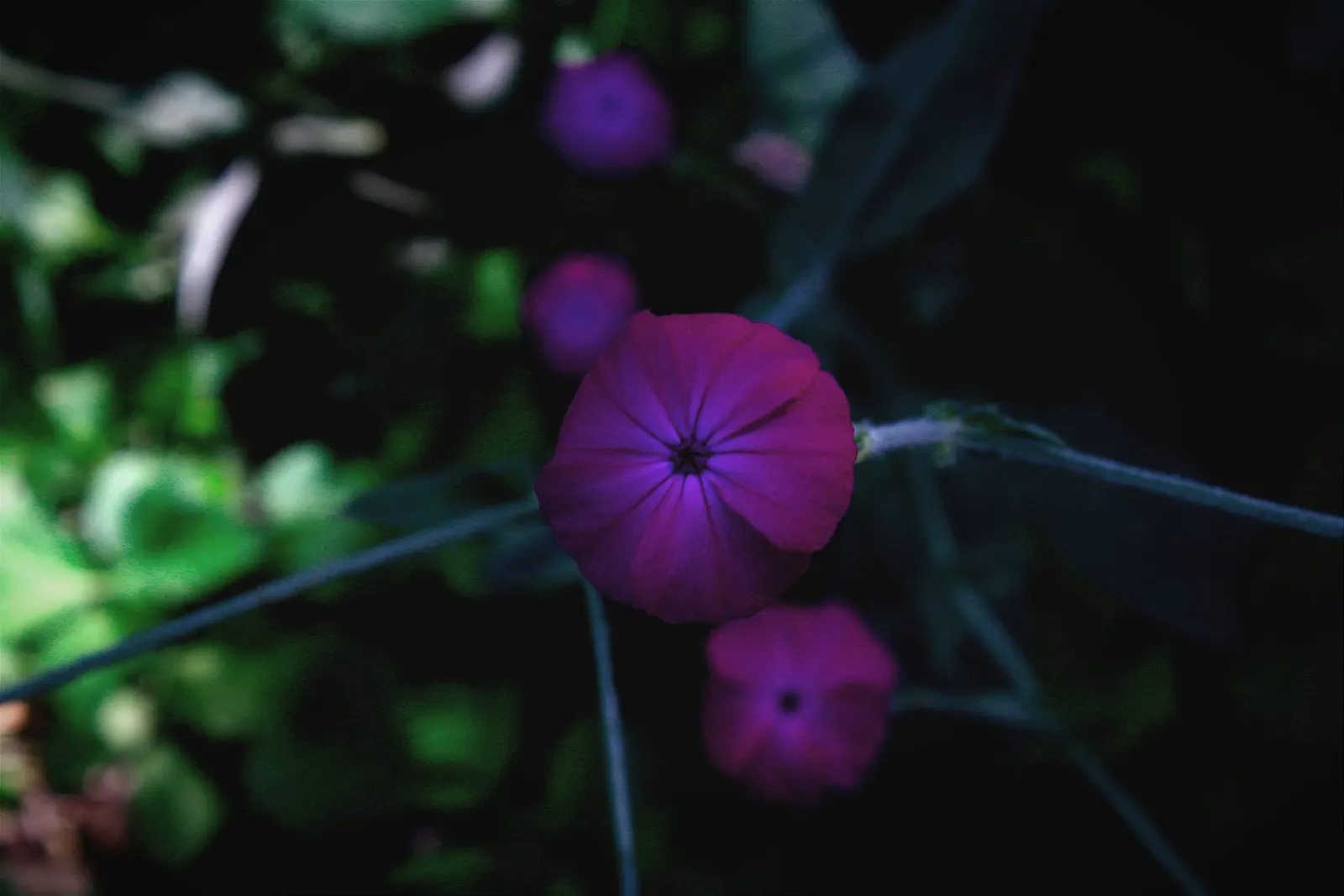 Rose Campion (Lychnis Coronaria) — such as Echinacea or Salvia; consider pairing them with other perennials that complement their striking foliage, image 145
