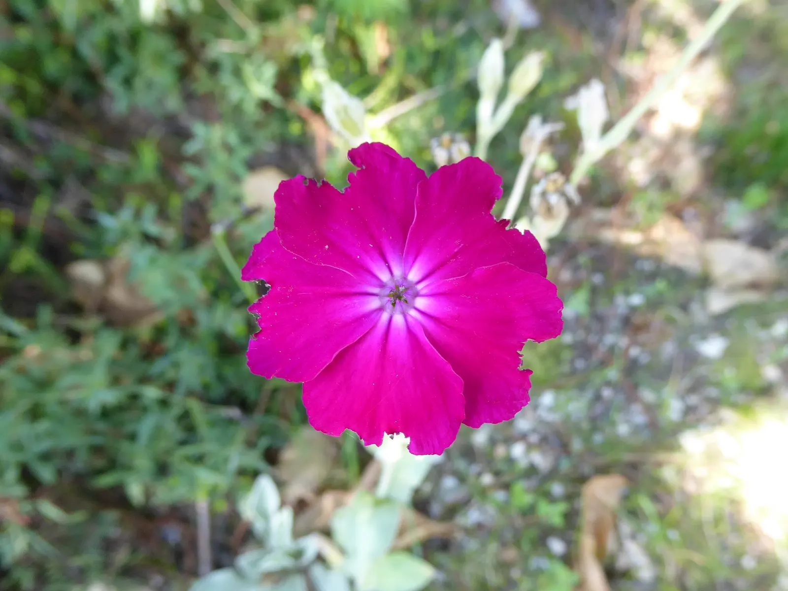Rose Campion (Lychnis Coronaria) — Known for its luminous flowers; ensuring a perennial show of color