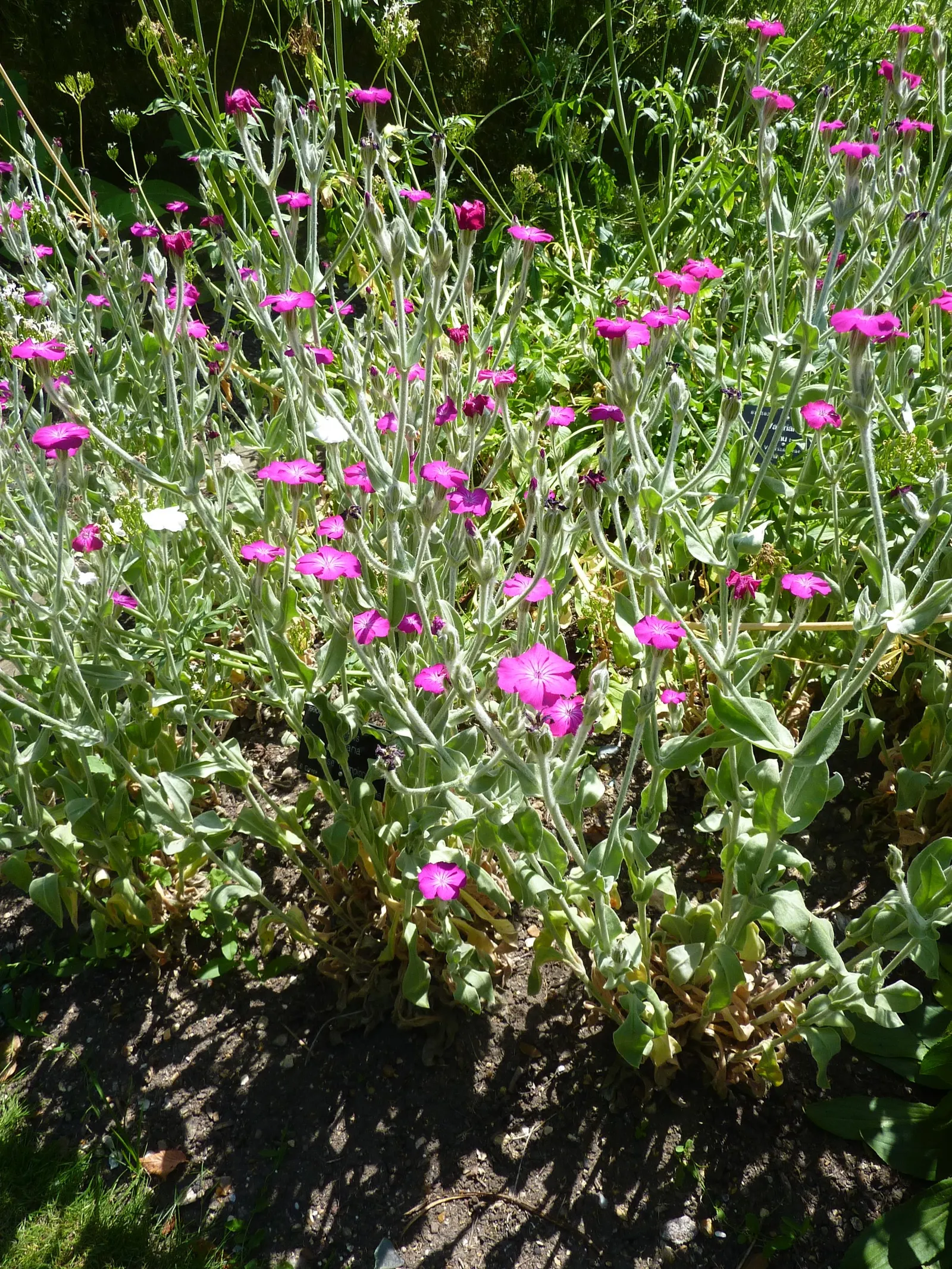 Rose Campion (Lychnis Coronaria) — to create a tableau of varying textures and hues; lychnis coronaria's visual appeal is undeniable, image 115