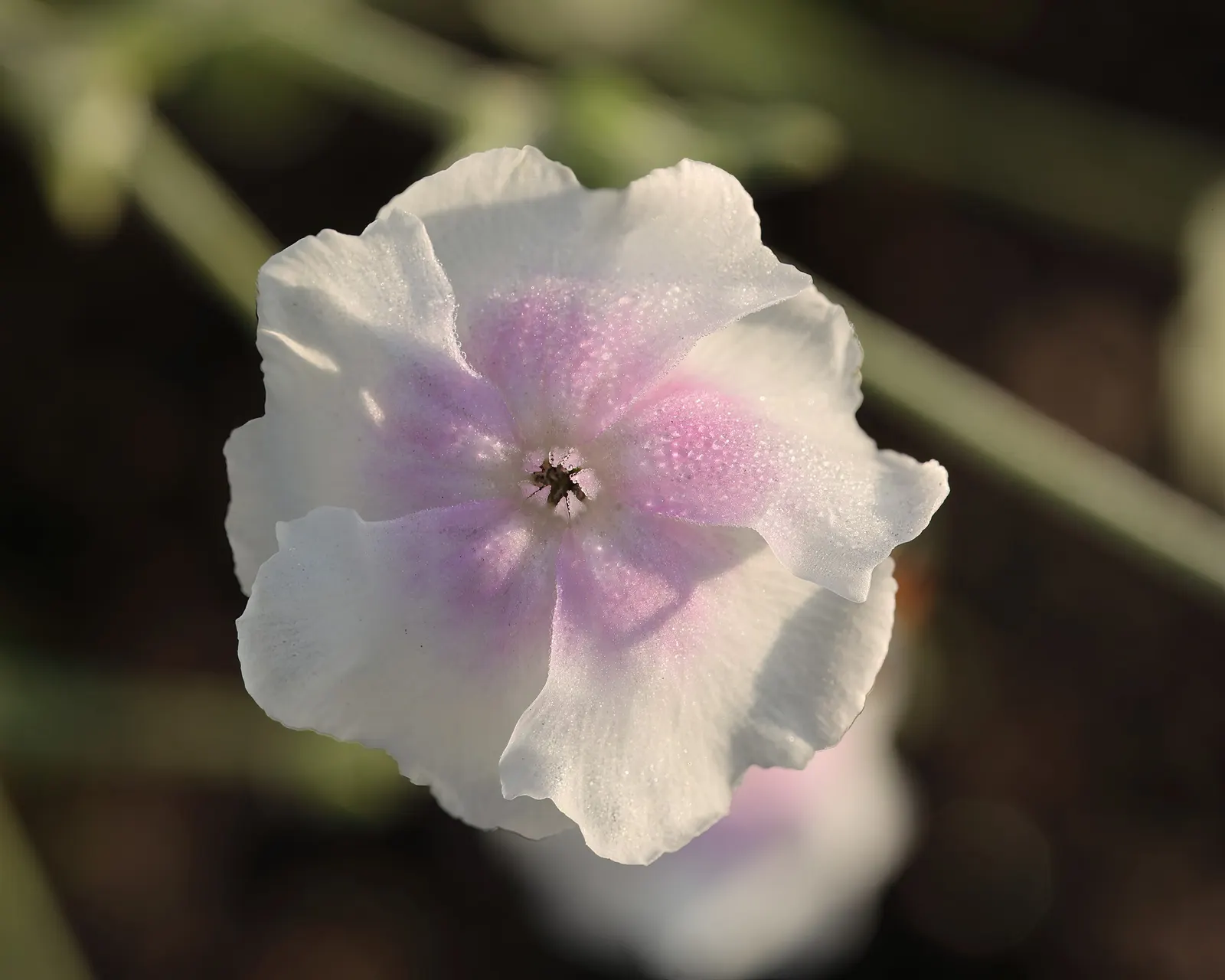 Rose Campion (Lychnis Coronaria) — perennial for full or half; making it a true standout in any garden composition