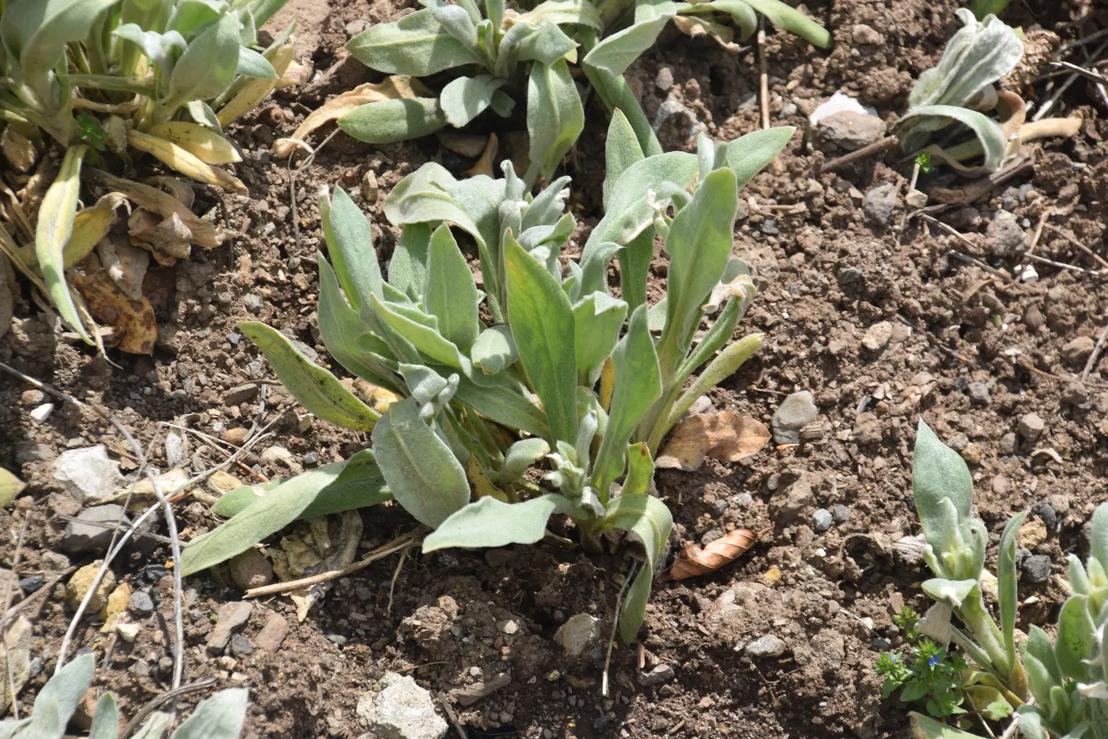 Rose Campion (Lychnis Coronaria) — It typically reaches 2-3 feet in height and spreads about 1-1.5 feet; the flowers are perched atop erect stems, image 95
