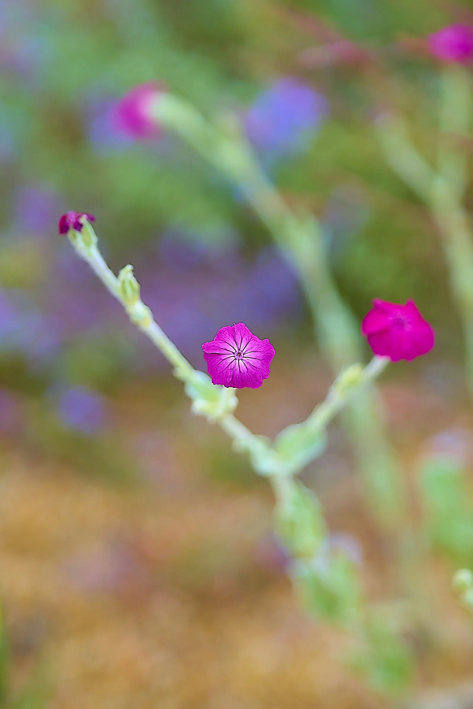 Rose Campion (Lychnis Coronaria) — it is notably drought-tolerant; is a striking perennial that can add a pop of vibrant color to any landscape, image 77