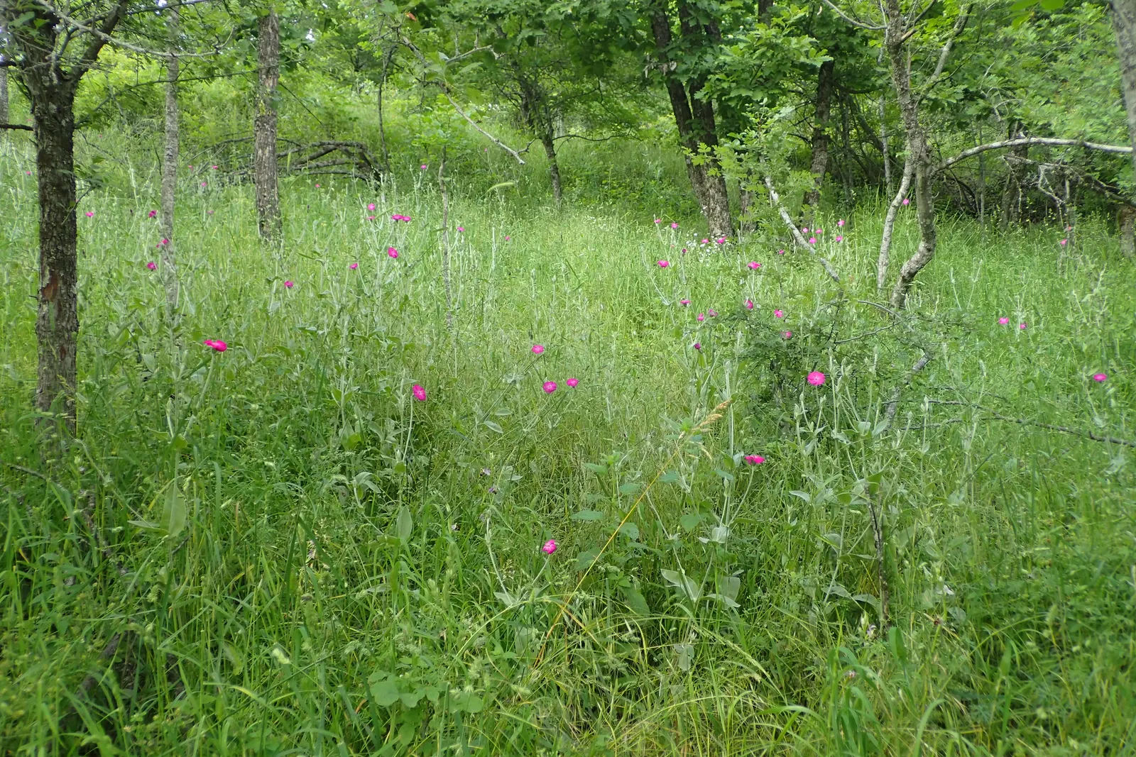 Rose Campion (Lychnis Coronaria) — Regular deadheading can help prolong blooming and maintain a tidy appearance