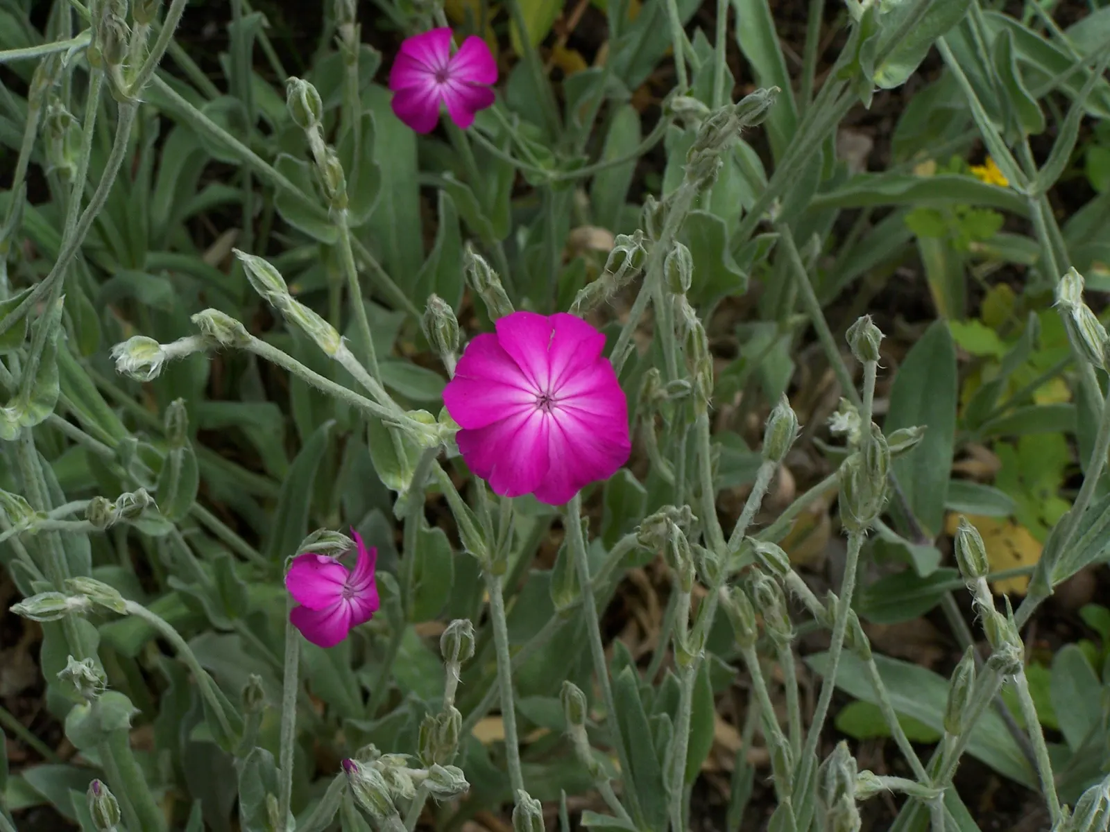Rose Campion (Lychnis Coronaria) — creating a visual spectacle in formal borders or cottage gardens alike.<br><br>Hardy in USDA zones 4 through 8, image 137