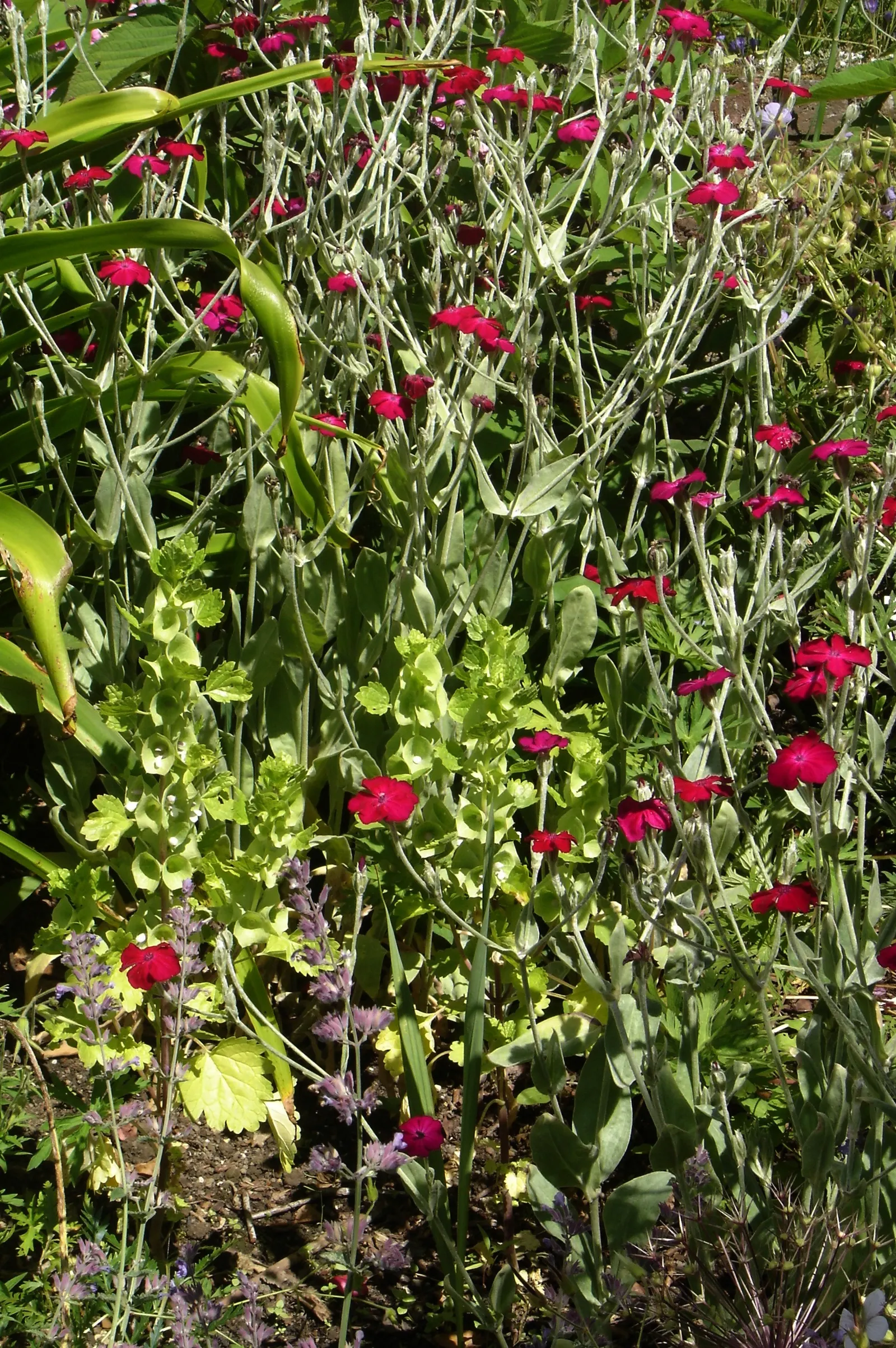 Rose Campion (Lychnis Coronaria) — Prefers full sun and well-drained soil; scientifically referred to as Lychnis coronaria, image 99
