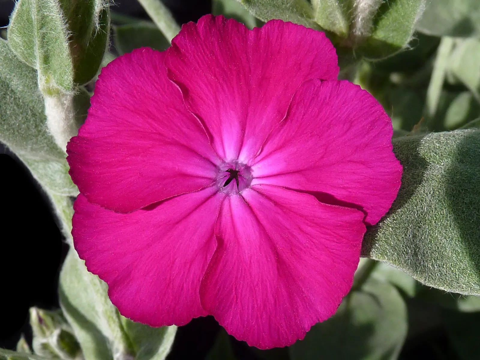 Rose Campion (Lychnis Coronaria) — such as Echinacea or Salvia