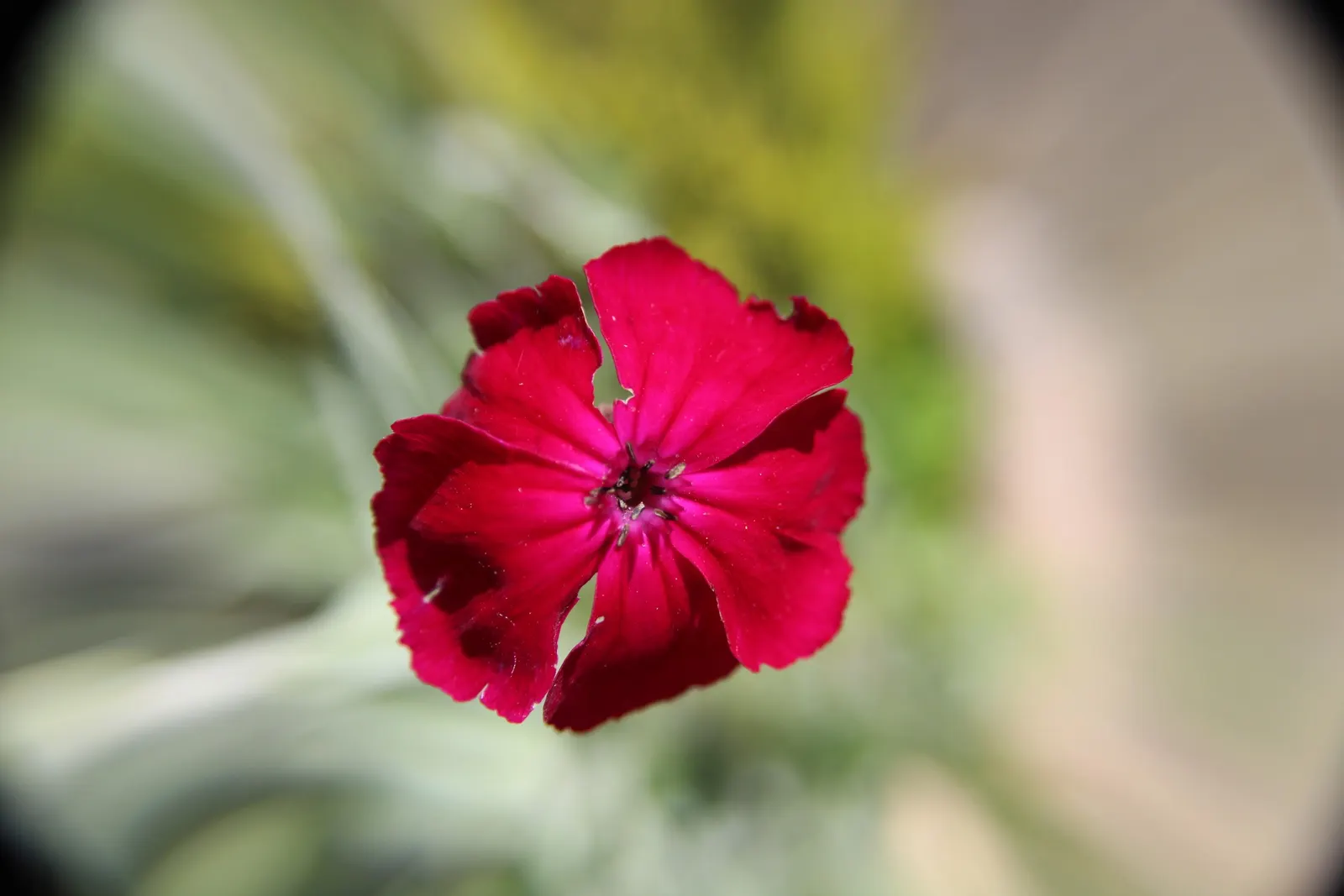 Rose Campion (Lychnis Coronaria) — consider pairing them with other perennials that complement their striking foliage; creating a visual spectacle, image 144