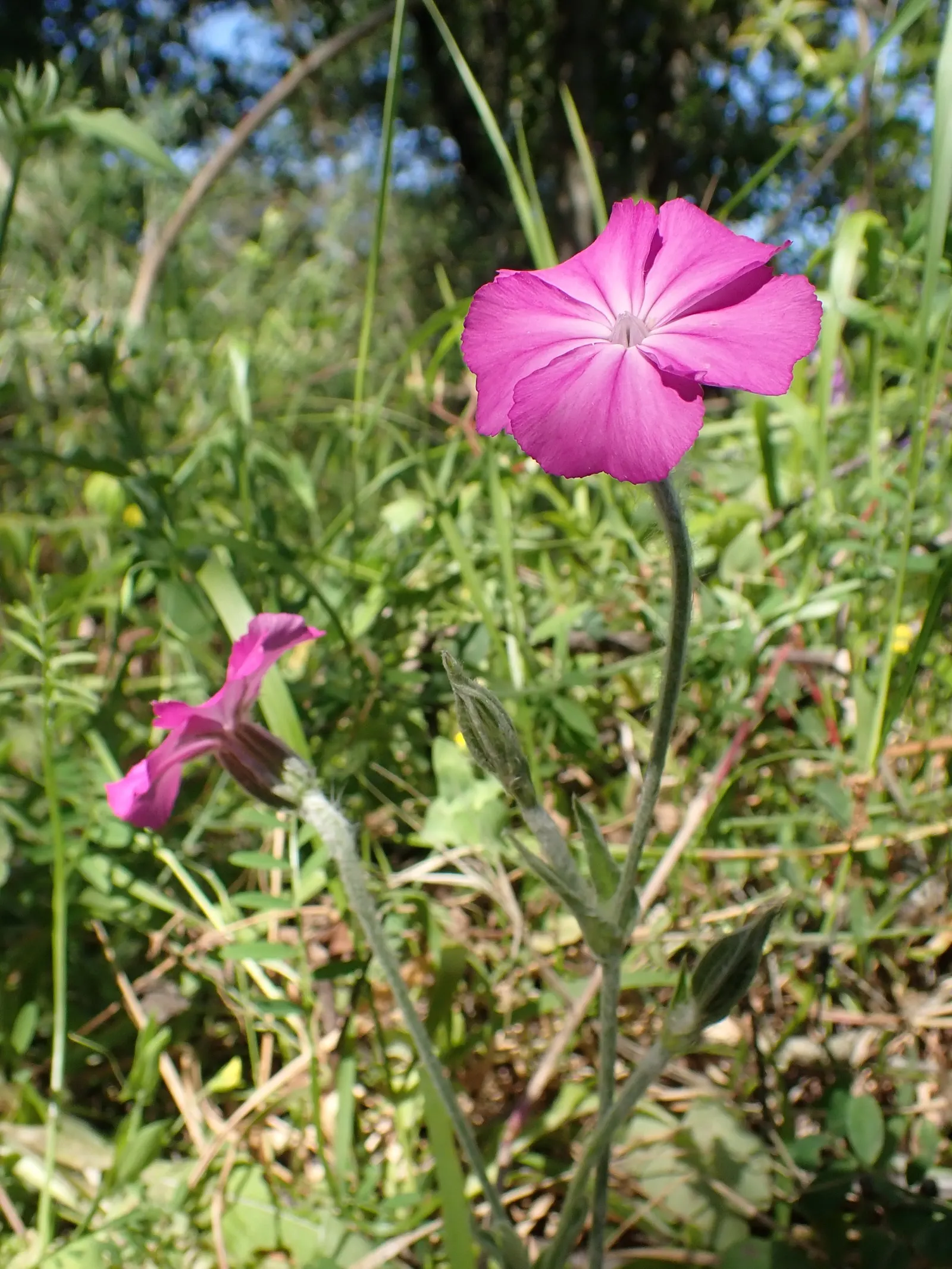 Rose Campion (Lychnis Coronaria) — Known for its luminous flowers; ensuring a perennial show of color, image 158
