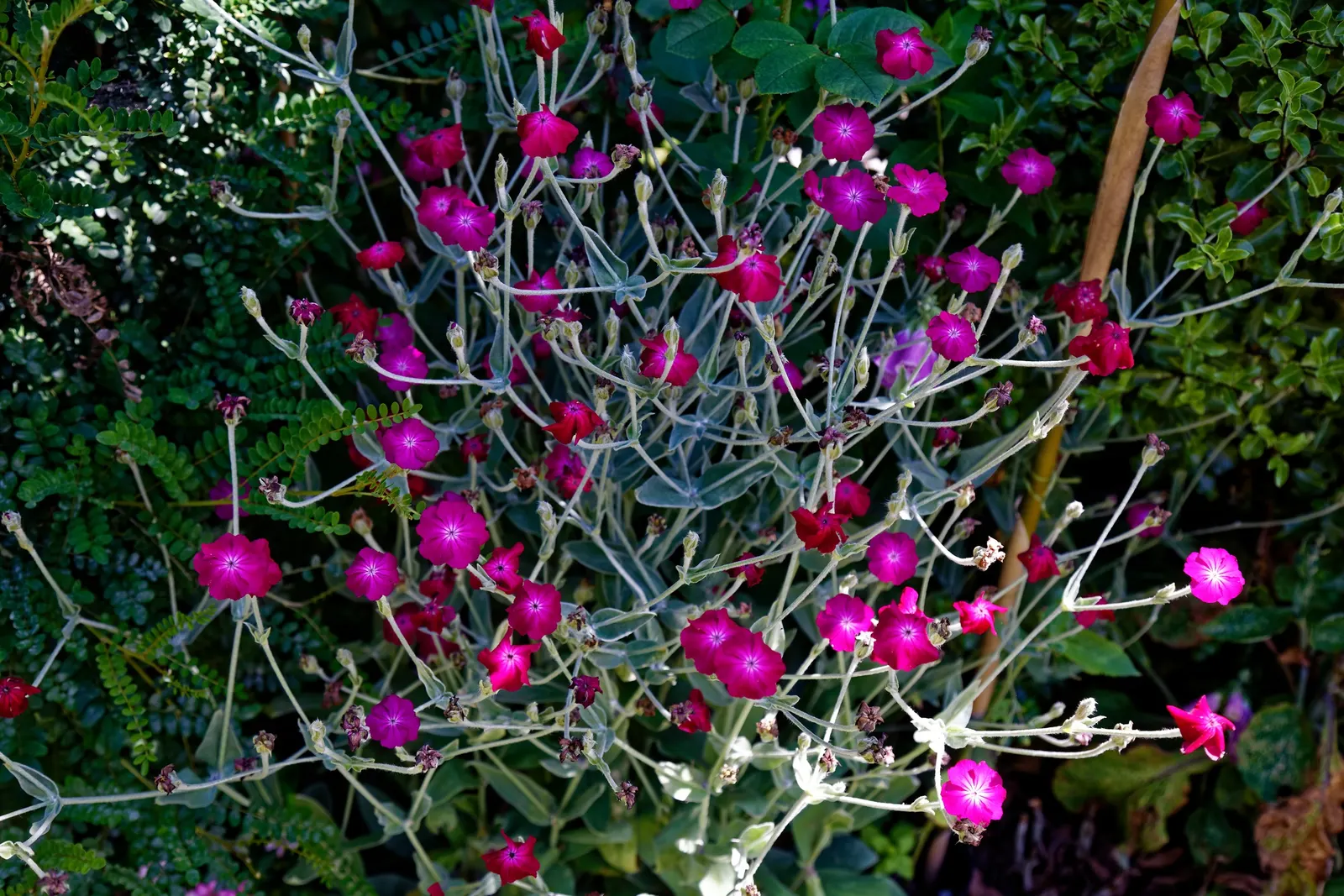 Rose Campion (Lychnis Coronaria) — Known for its luminous flowers; ensuring a perennial show of color, image 96