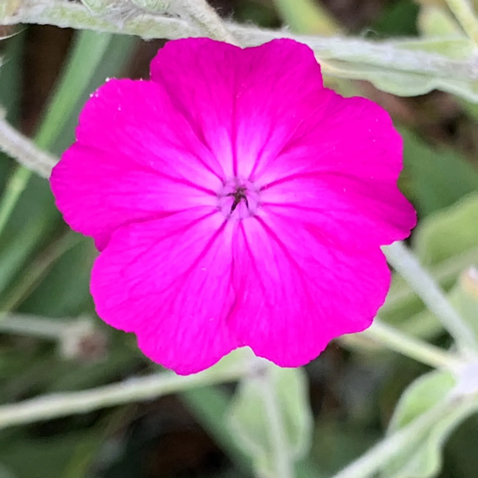 Rose Campion (Lychnis Coronaria) — Prefers full sun and well-drained soil; scientifically referred to as Lychnis coronaria, image 130
