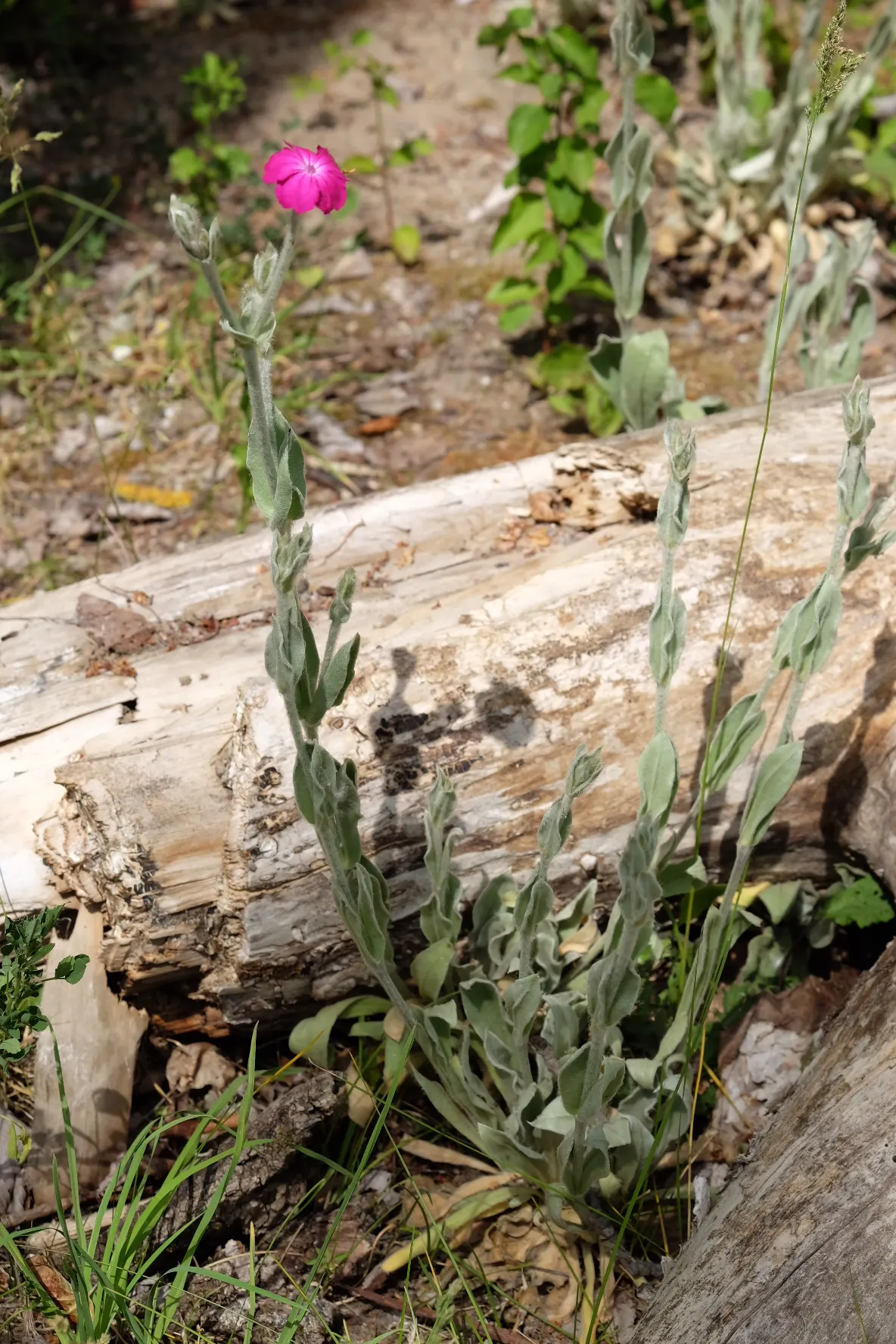 Rose Campion (Lychnis Coronaria) — The flowers are perched atop erect stems that can reach heights between 2 to 3 feet; with a spread of about 1 to, image 166