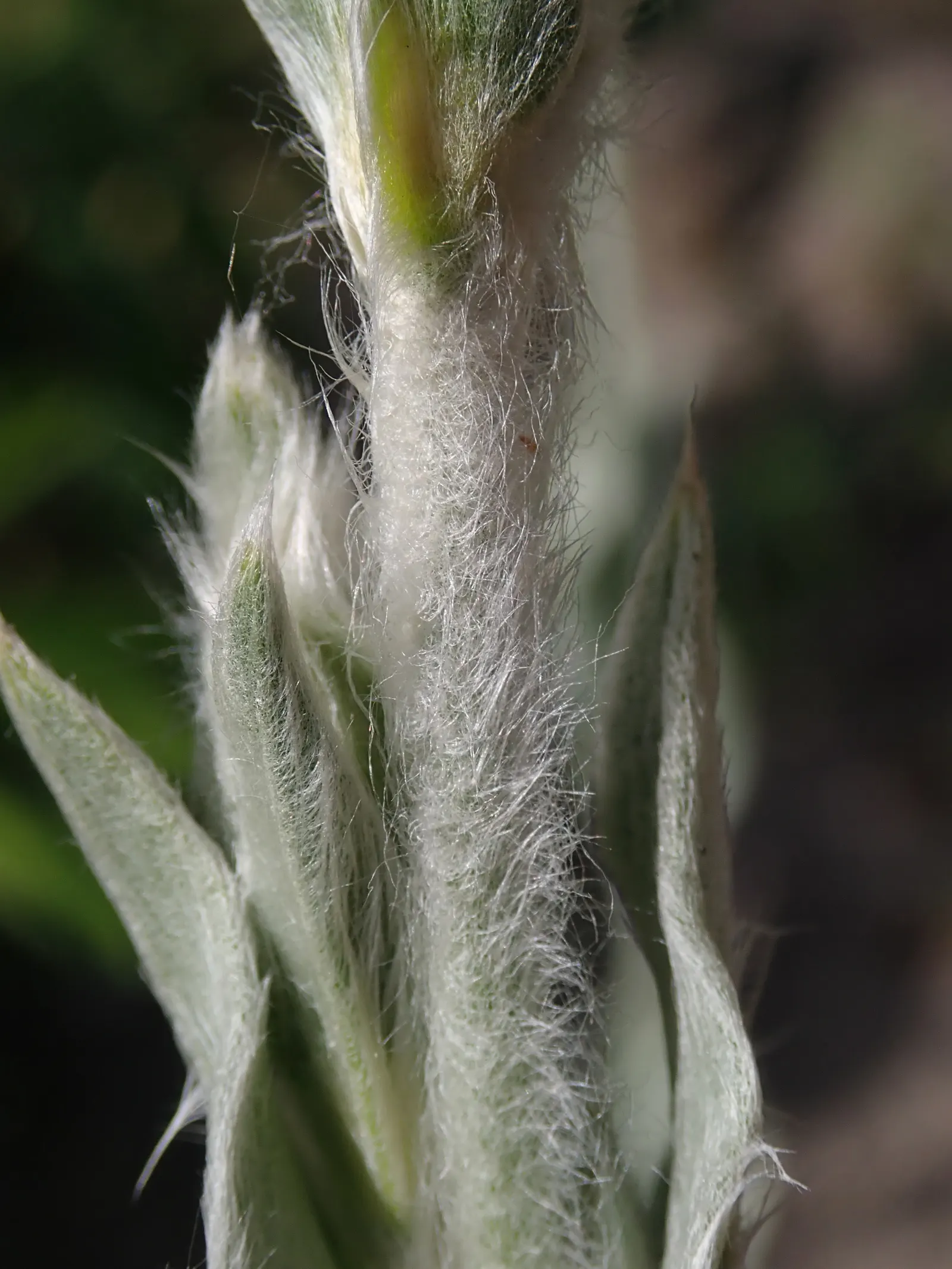 Rose Campion (Lychnis Coronaria) — The flowers are perched atop erect stems that can reach heights between 2 to 3 feet; with a spread of about 1 to 1.5 feet