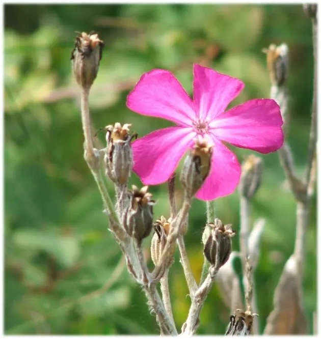 Rose Campion (Lychnis Coronaria) — enhancing the garden's ecological value.<br><br>Whether used in mass plantings or as accent points