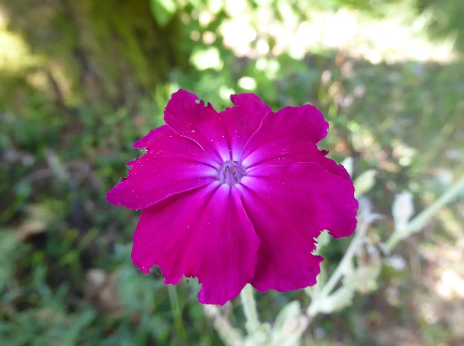Rose Campion (Lychnis Coronaria) — Known for its luminous flowers