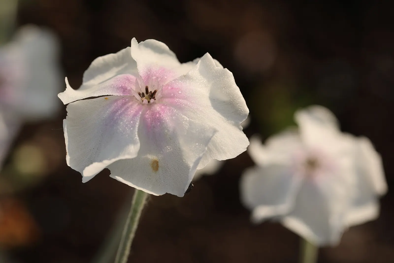 Rose Campion (Lychnis Coronaria) — with a spread of about 1 to 1.5 feet; when designing landscapes, image 74