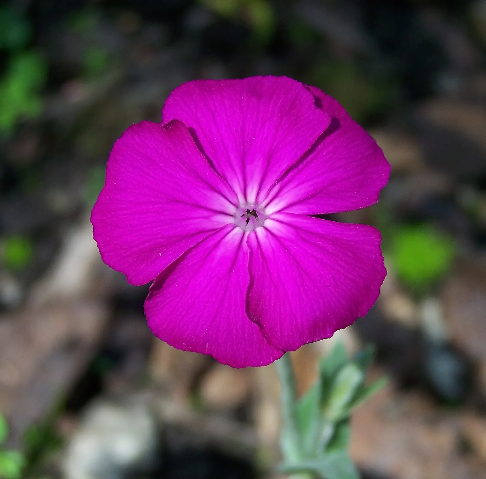Rose Campion (Lychnis Coronaria) — making it a true standout in any garden composition