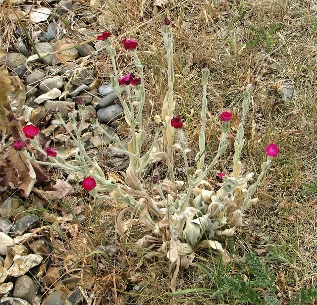 Rose Campion (Lychnis Coronaria) — perennial for full or half; making it a true standout in any garden composition, image 93