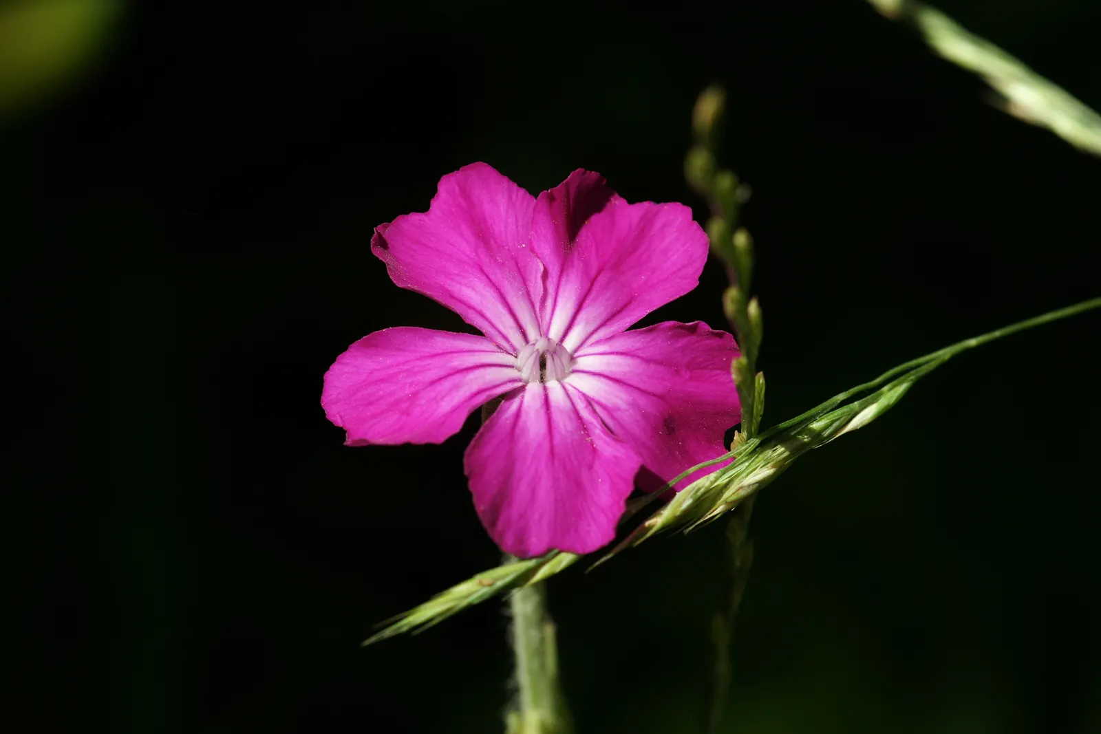Rose Campion (Lychnis Coronaria) — is a striking perennial that can add a pop of vibrant color to any landscape; red flowers in the garden, image 164