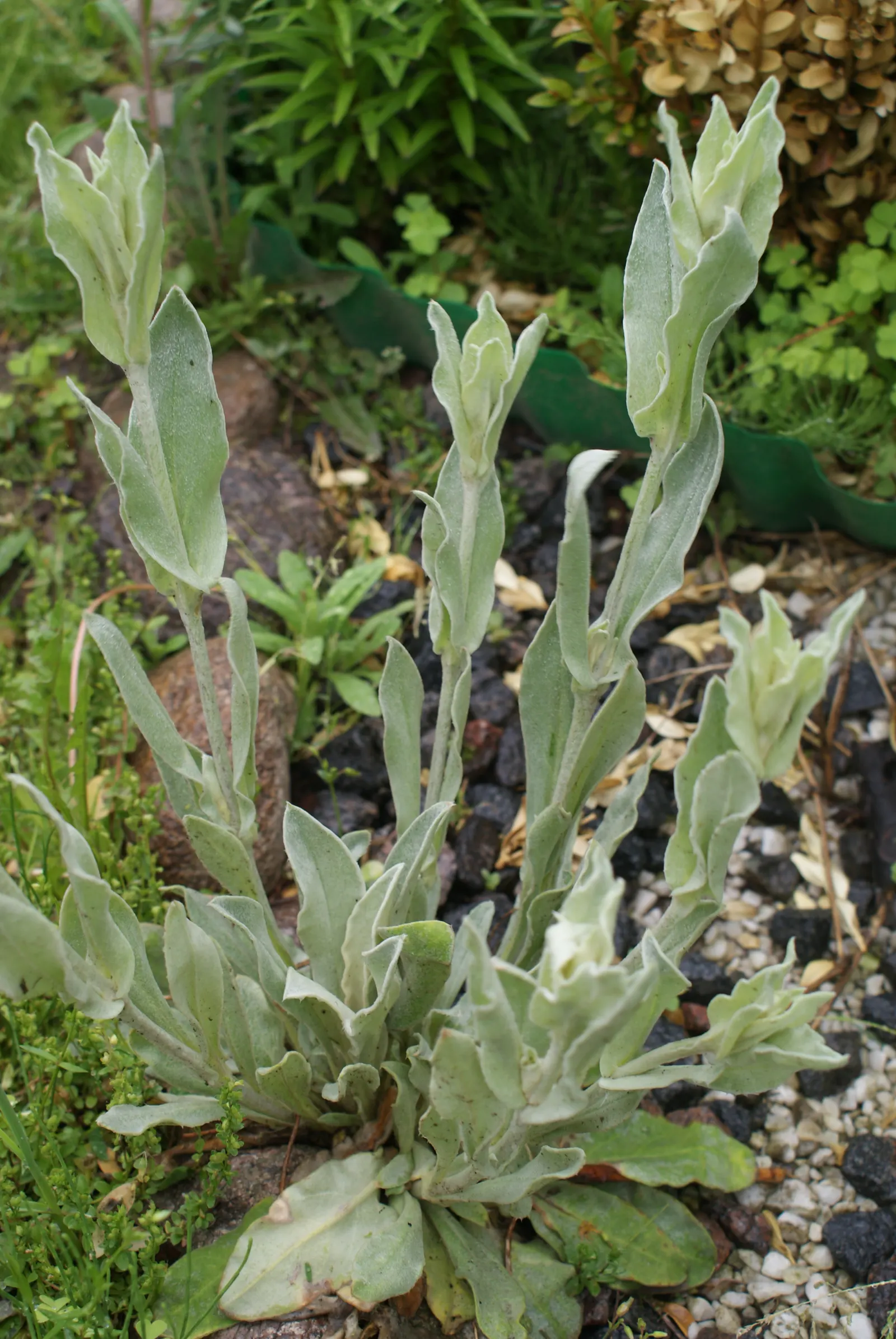 Rose Campion (Lychnis Coronaria) — with a spread of about 1 to 1.5 feet; when designing landscapes