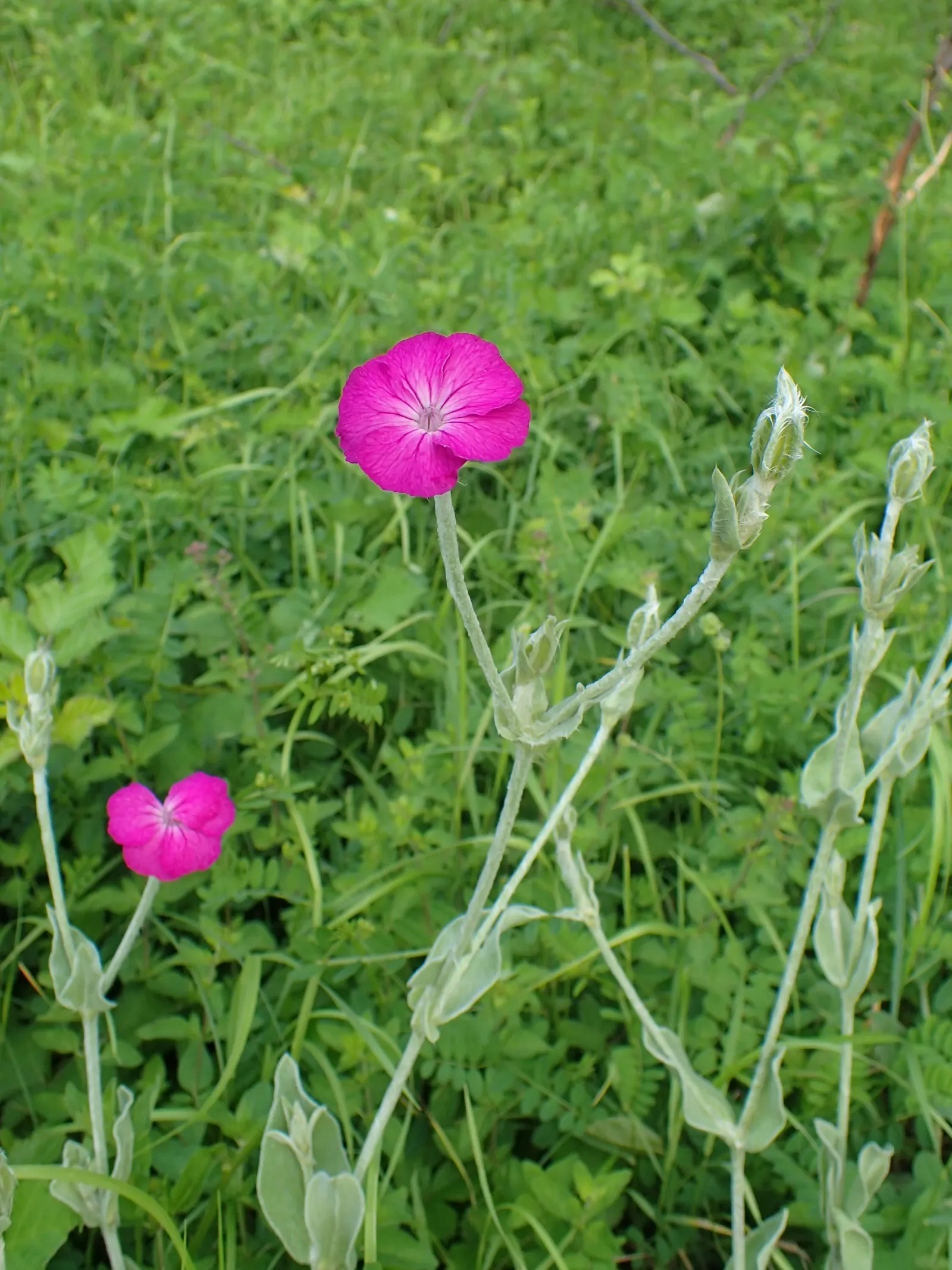 Rose Campion (Lychnis Coronaria) — creating a visual spectacle in formal borders or cottage gardens alike.<br><br>Hardy in USDA zones 4 through 8