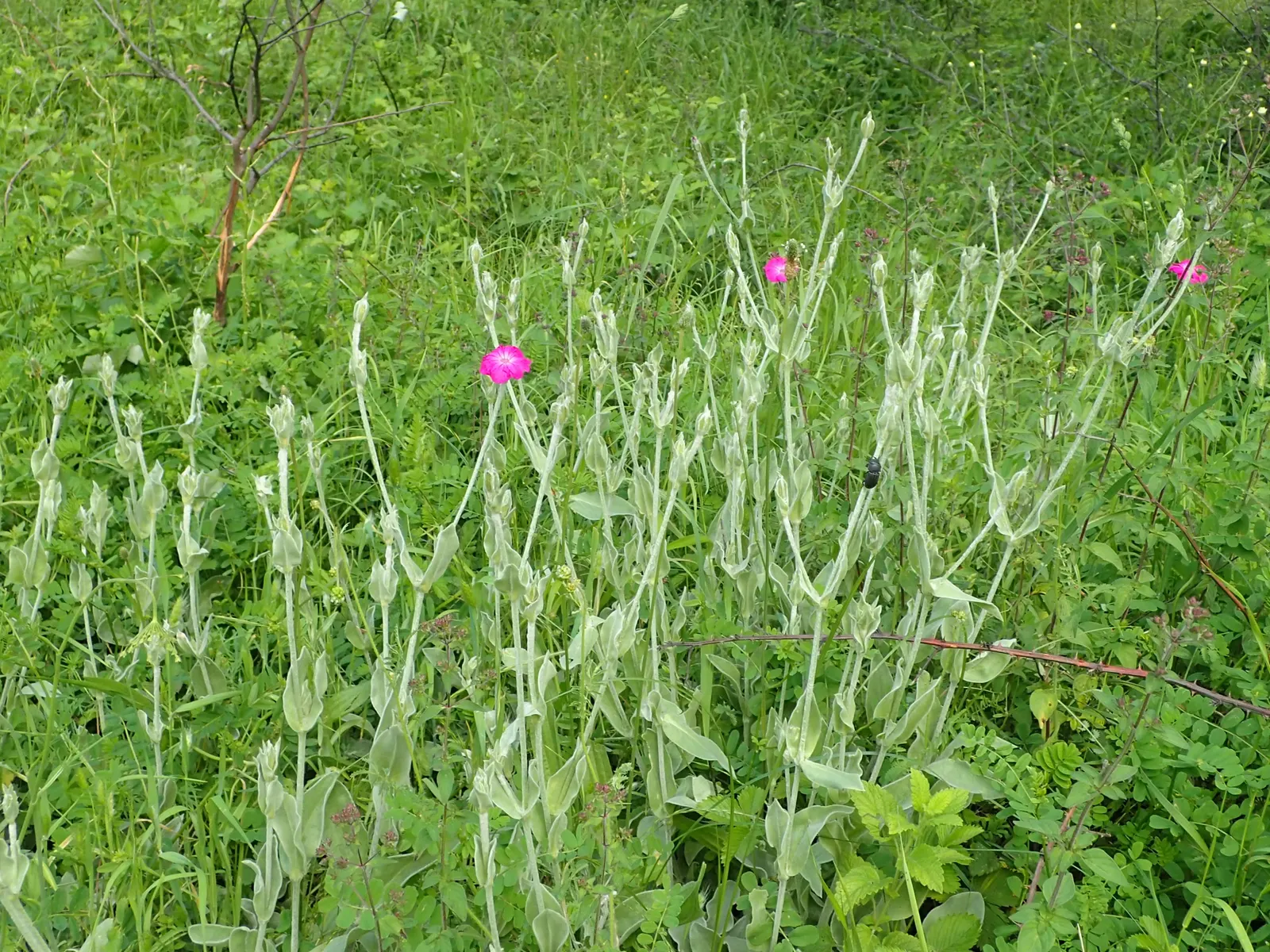 Rose Campion (Lychnis Coronaria) — The plant self-seeds readily; regular deadheading can help prolong blooming and maintain a tidy appearance, image 141