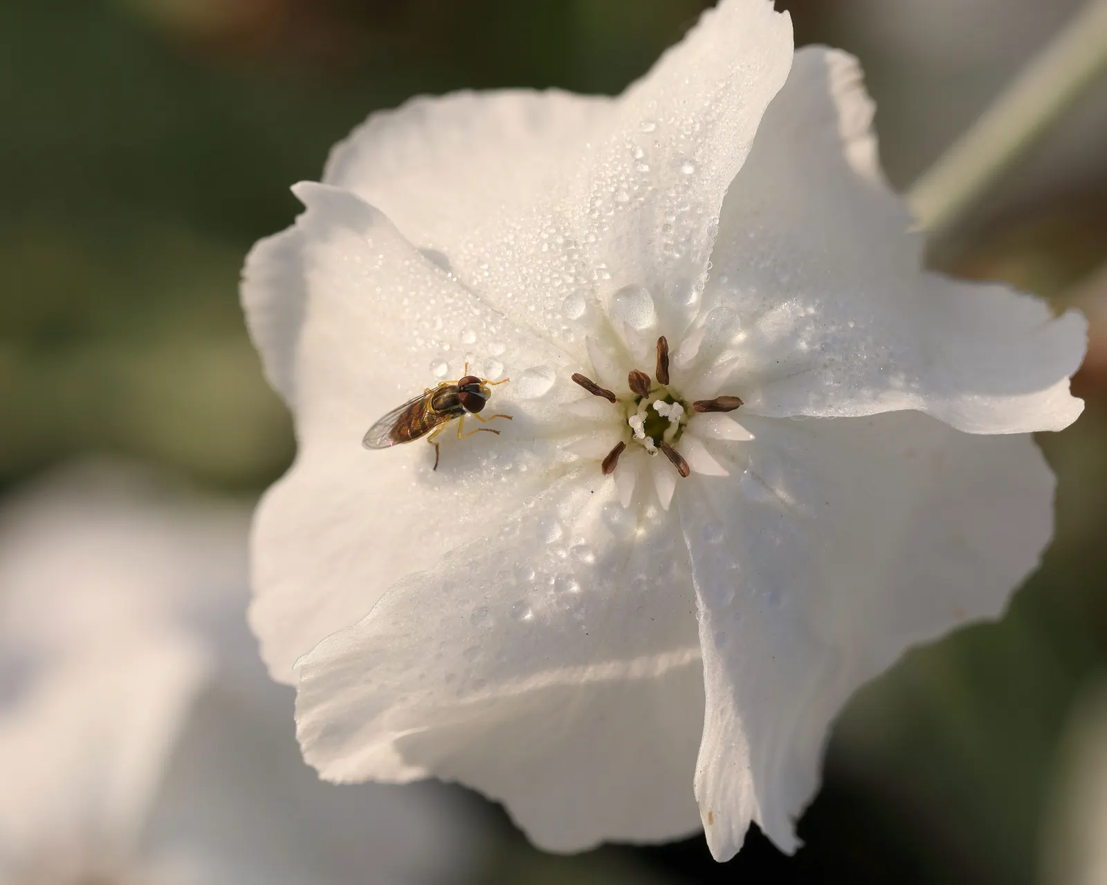 Rose Campion (Lychnis Coronaria) — it creates a stunning contrast against the intense crimson or magenta blooms that arise in early summer; it provides