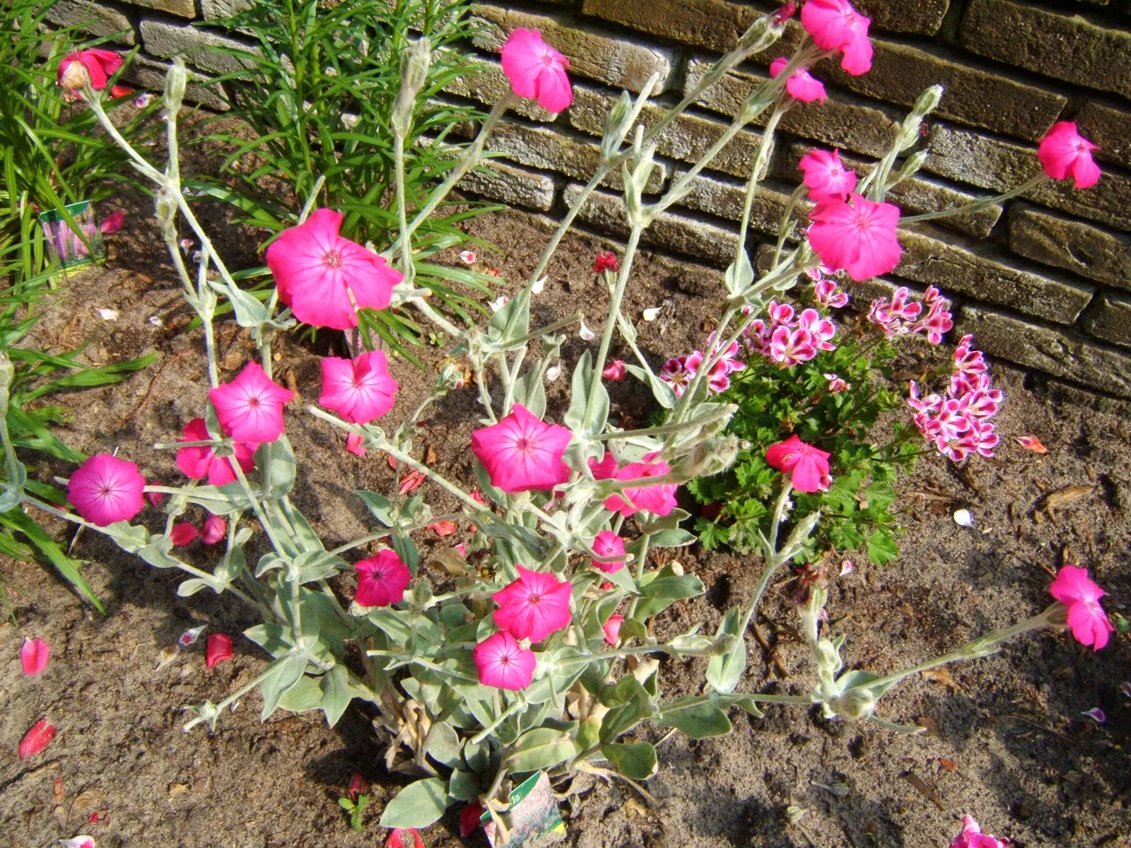 Rose Campion (Lychnis Coronaria) — blooming from late spring to midsummer; as the vivid blossoms are attractive to bees and butterflies, image 159