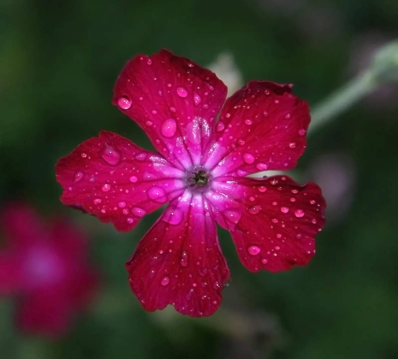 Rose Campion (Lychnis Coronaria) — Lychnis coronaria's visual appeal is undeniable; perennial for full or half, image 120