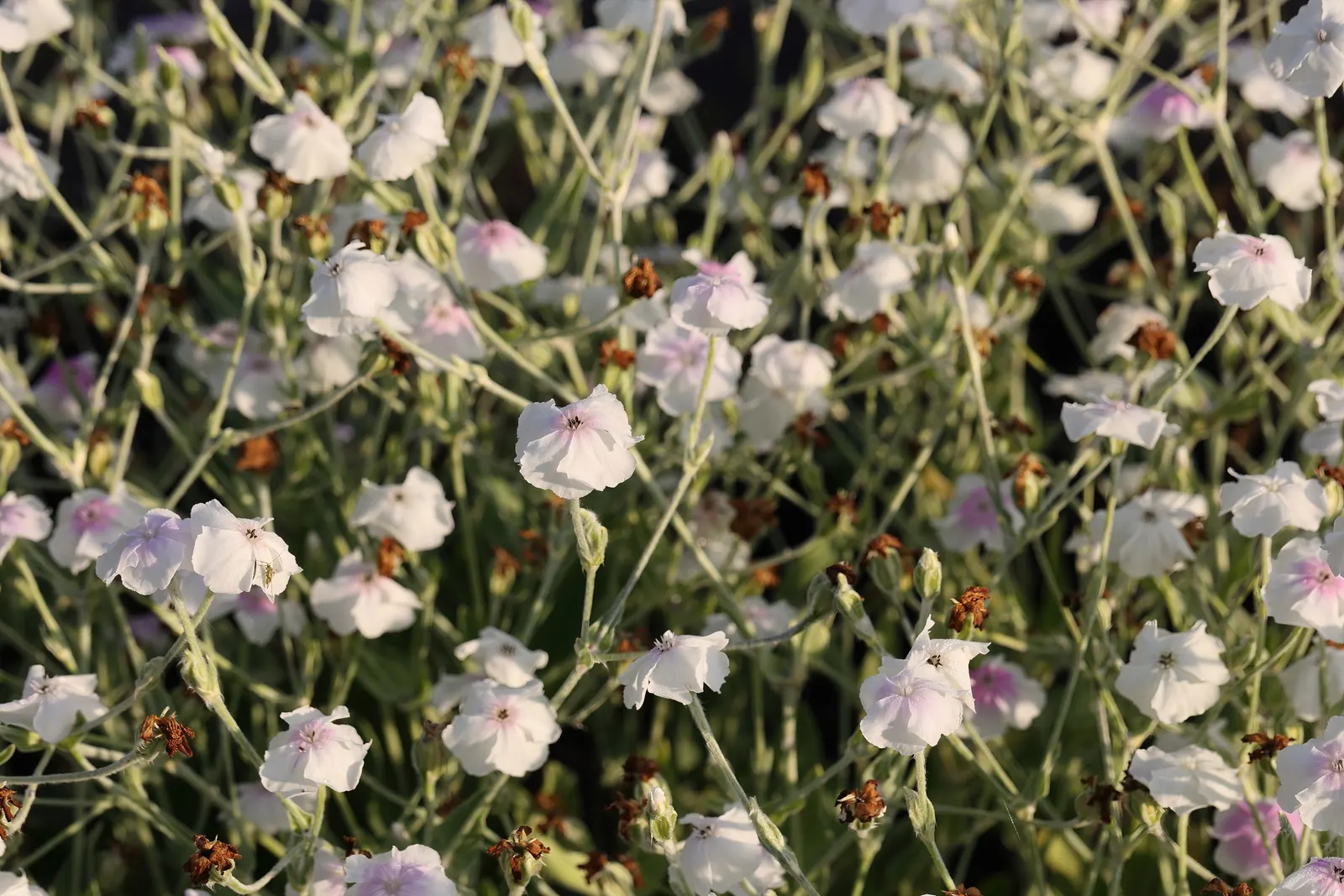 Rose Campion (Lychnis Coronaria) — perennial with red blooms; such as Echinacea or Salvia