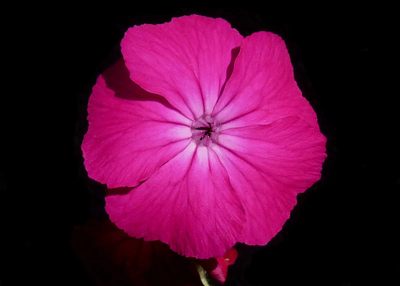 Rose Campion (Lychnis Coronaria) — perennial for full or half; making it a true standout in any garden composition, image 124