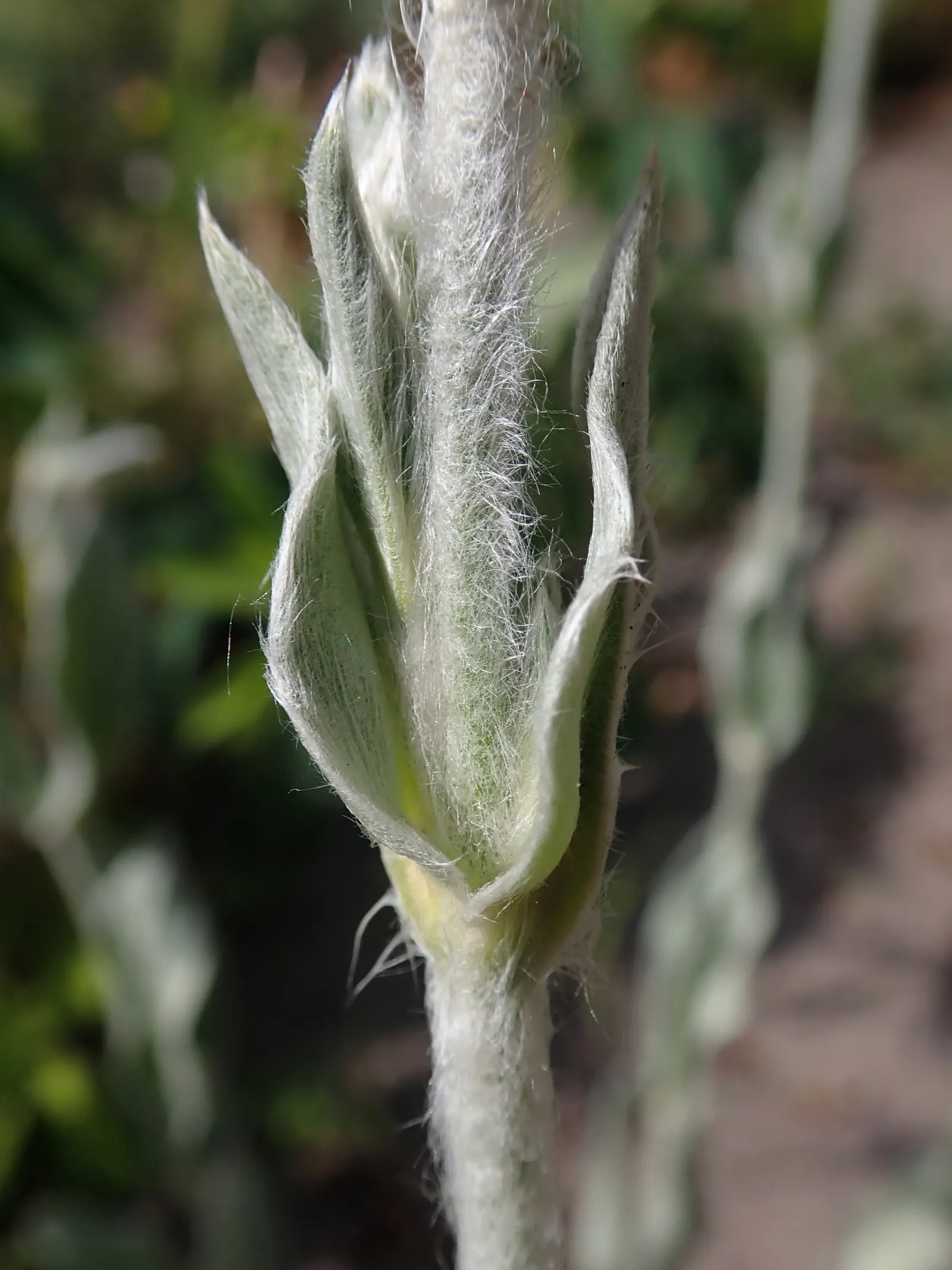 Rose Campion (Lychnis Coronaria) — Regular deadheading can help prolong blooming and maintain a tidy appearance; known for its luminous flowers, image 116