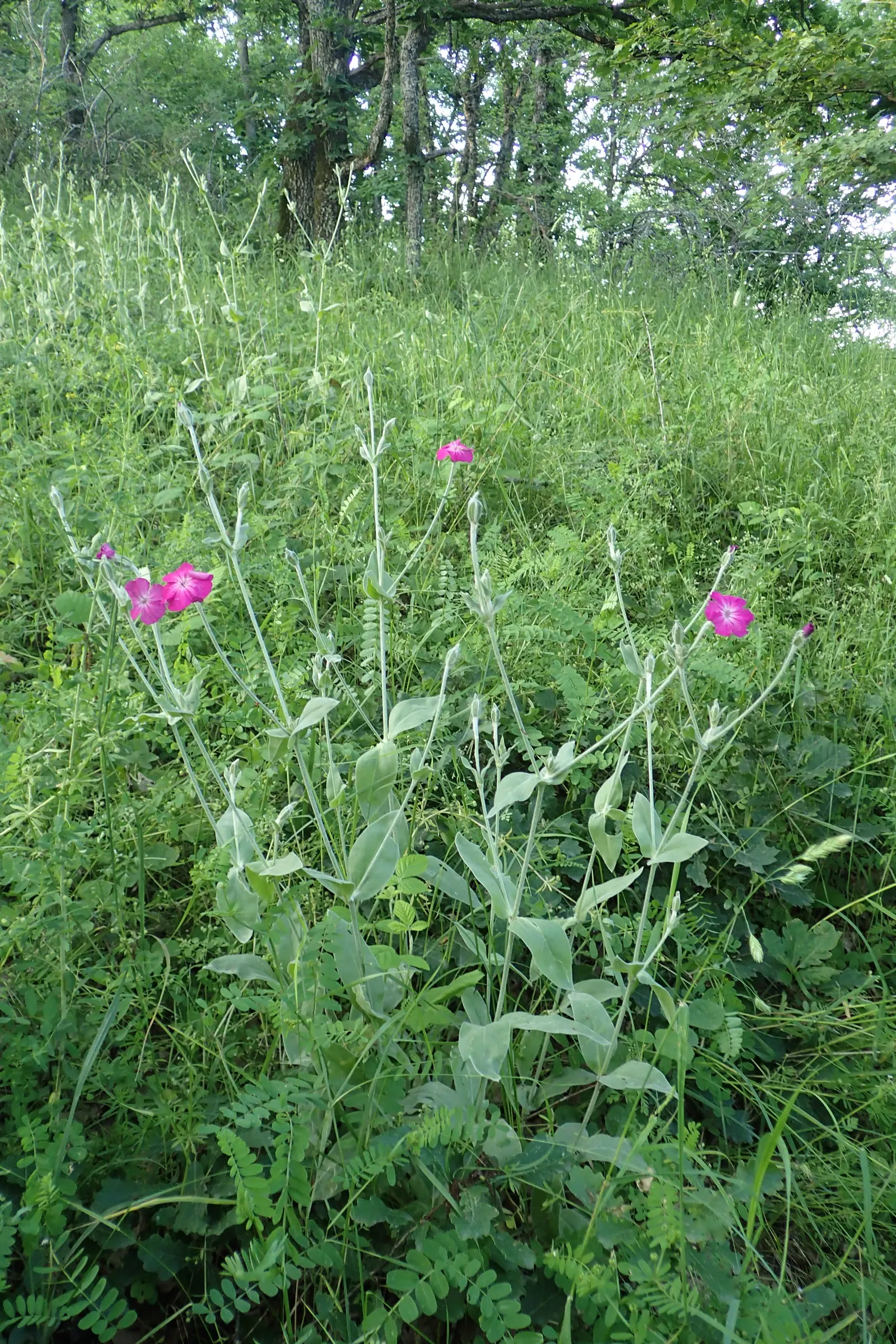 Rose Campion (Lychnis Coronaria) — Known for its luminous flowers; ensuring a perennial show of color, image 127