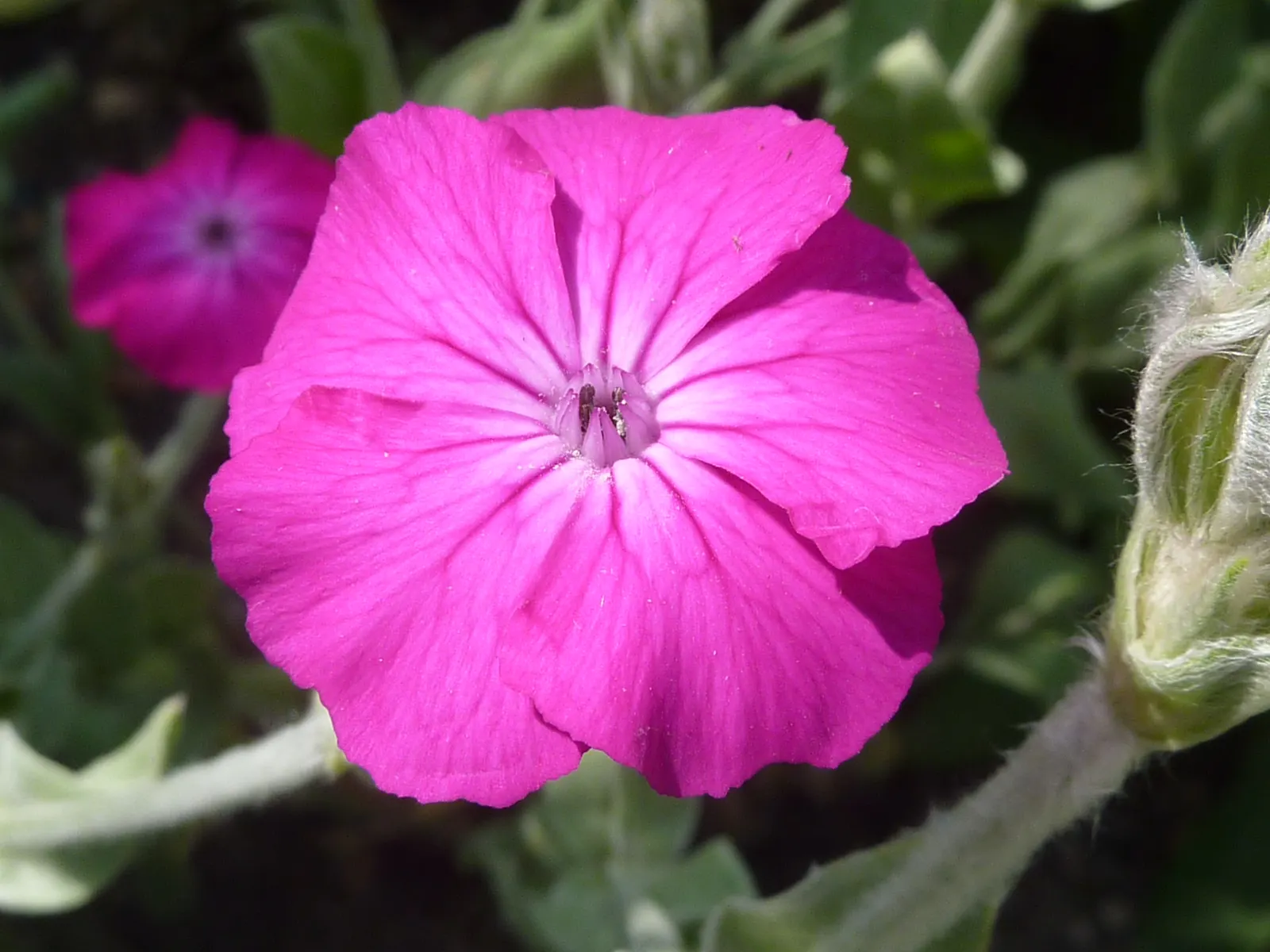 Rose Campion (Lychnis Coronaria) — consider pairing them with other perennials that complement their striking foliage; creating a visual spectacle, image 113