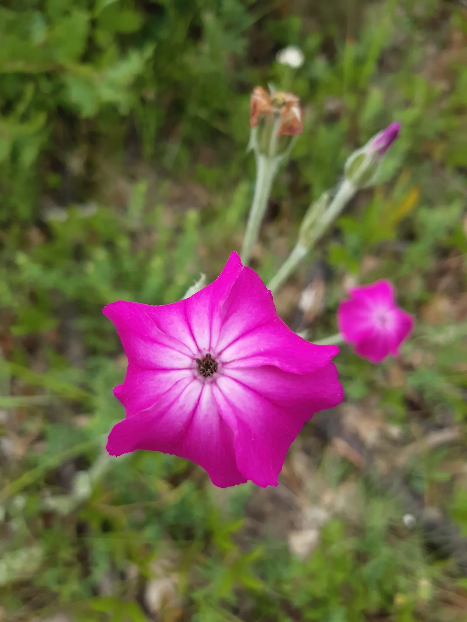 Rose Campion (Lychnis Coronaria) — ensuring a perennial show of color; perennial with red blooms, image 142