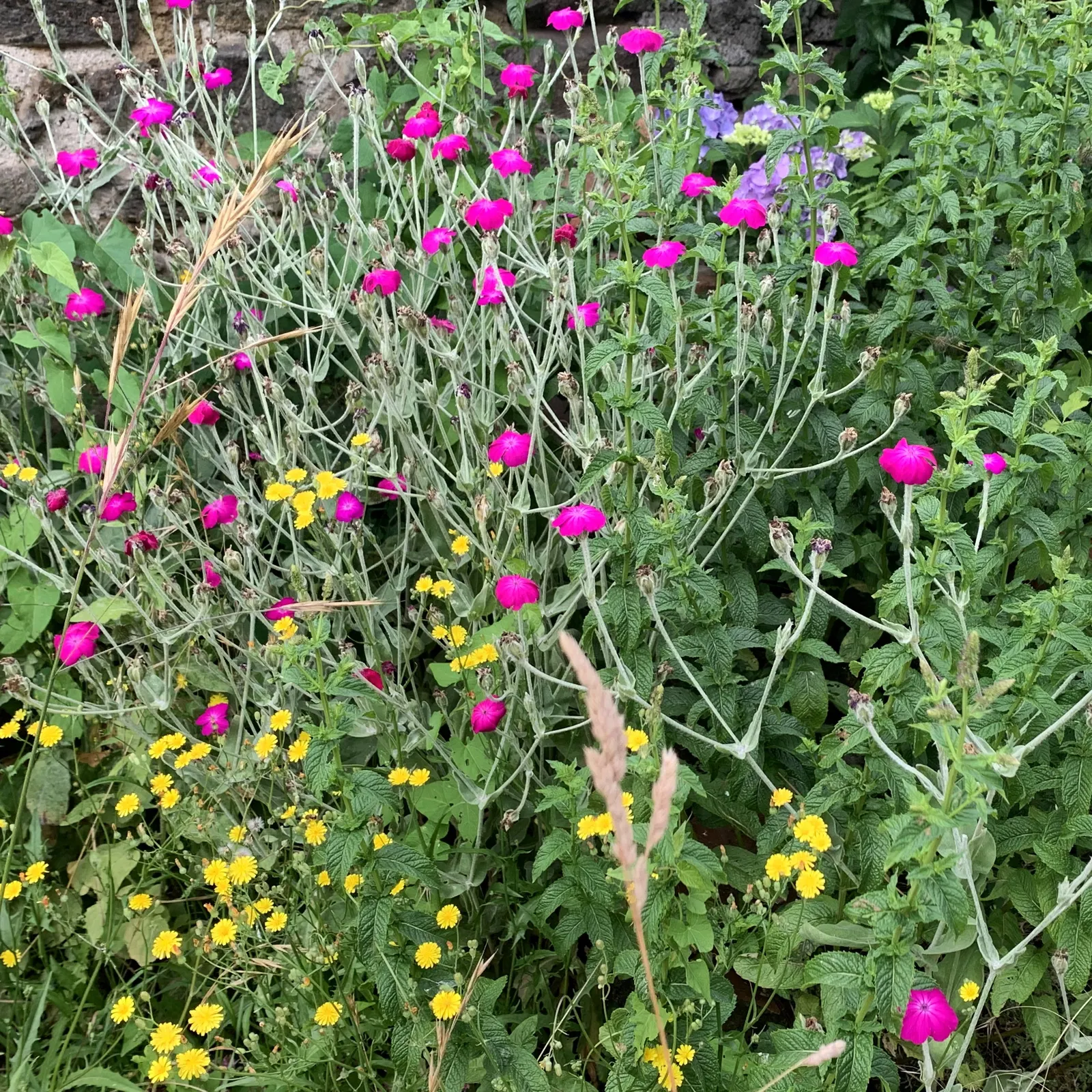 Rose Campion (Lychnis Coronaria) — it is notably drought-tolerant; is a striking perennial that can add a pop of vibrant color to any landscape