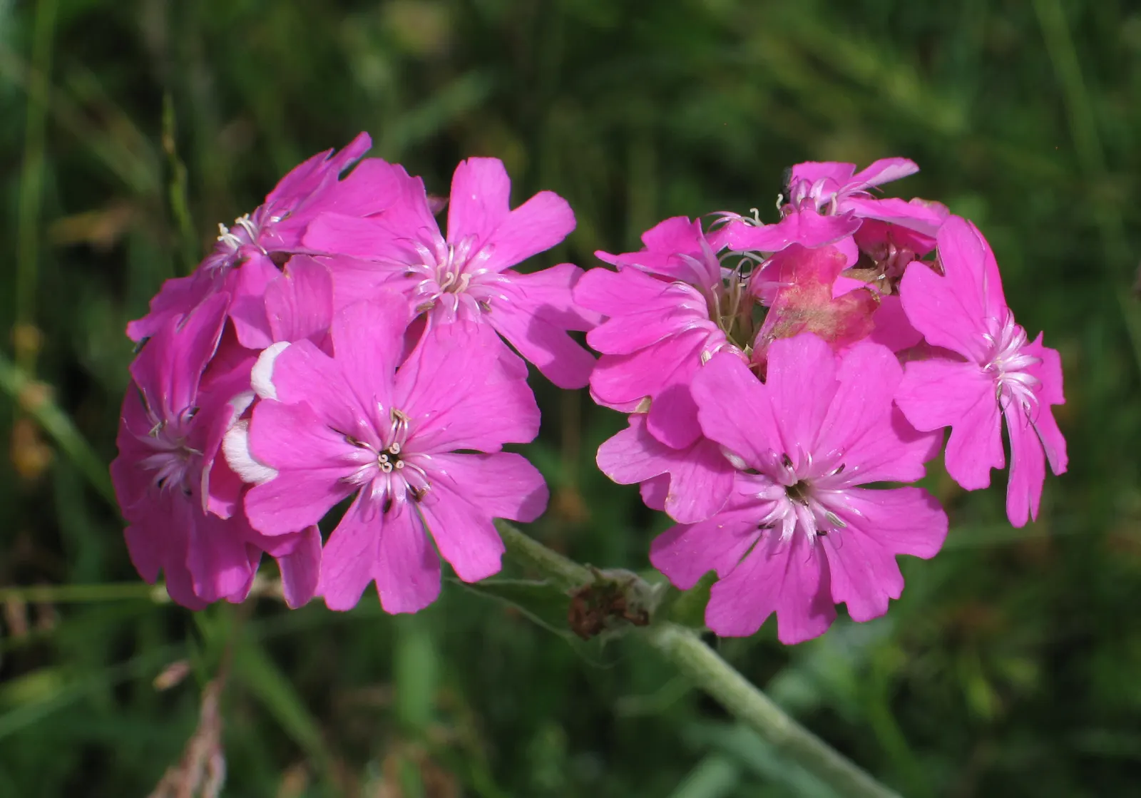 Rose Campion (Lychnis Coronaria) — The plant self-seeds readily; regular deadheading can help prolong blooming and maintain a tidy appearance, image 110