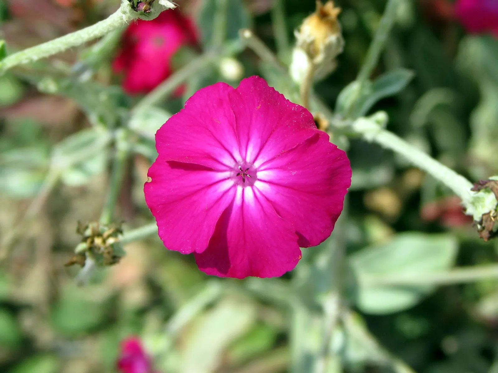 Rose Campion (Lychnis Coronaria) — scientifically referred to as Lychnis coronaria